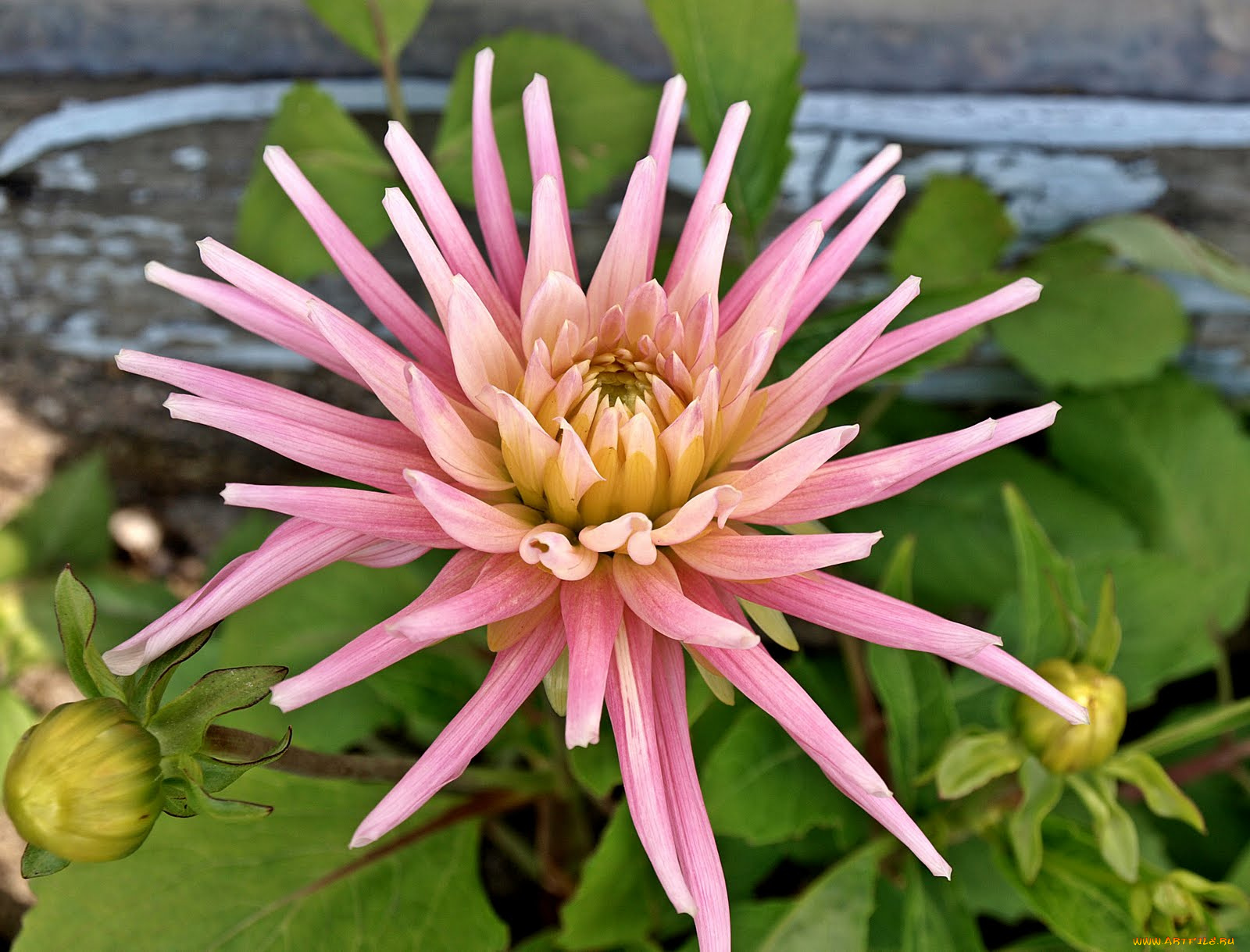 цветы, георгины, георгина