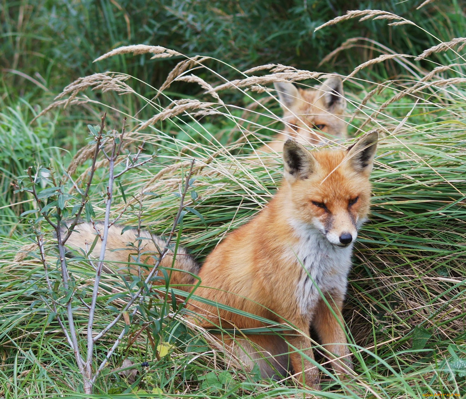 животные, лисы, трава, лиса