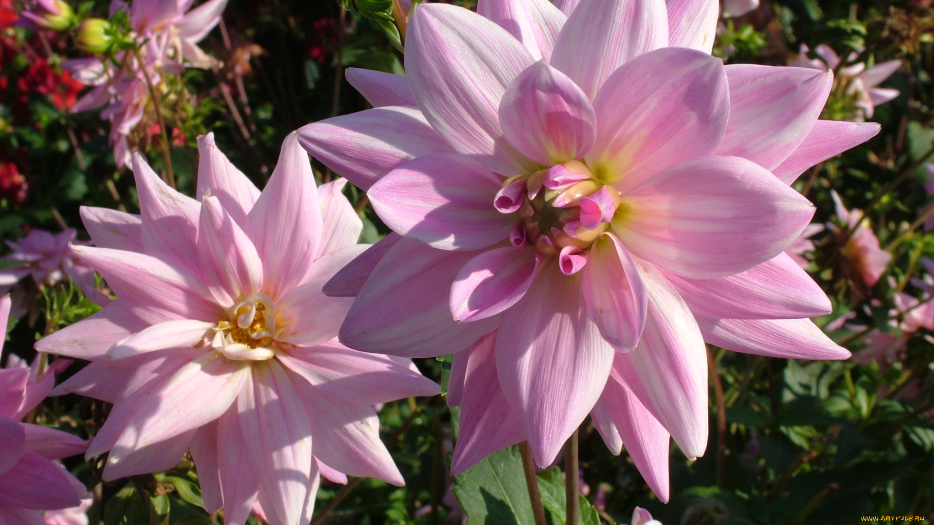 цветы, георгины, георгина