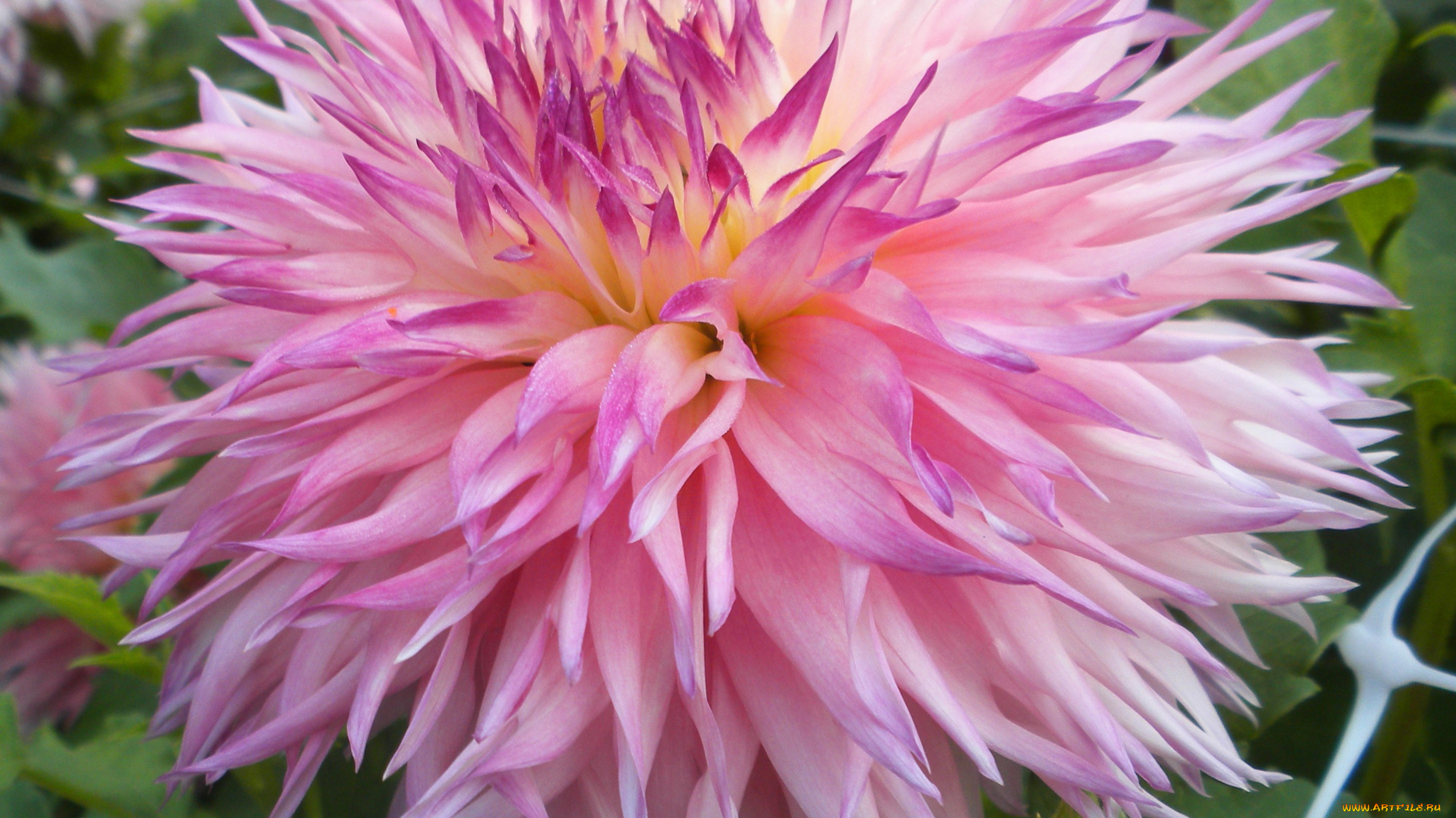 цветы, георгины, георгина