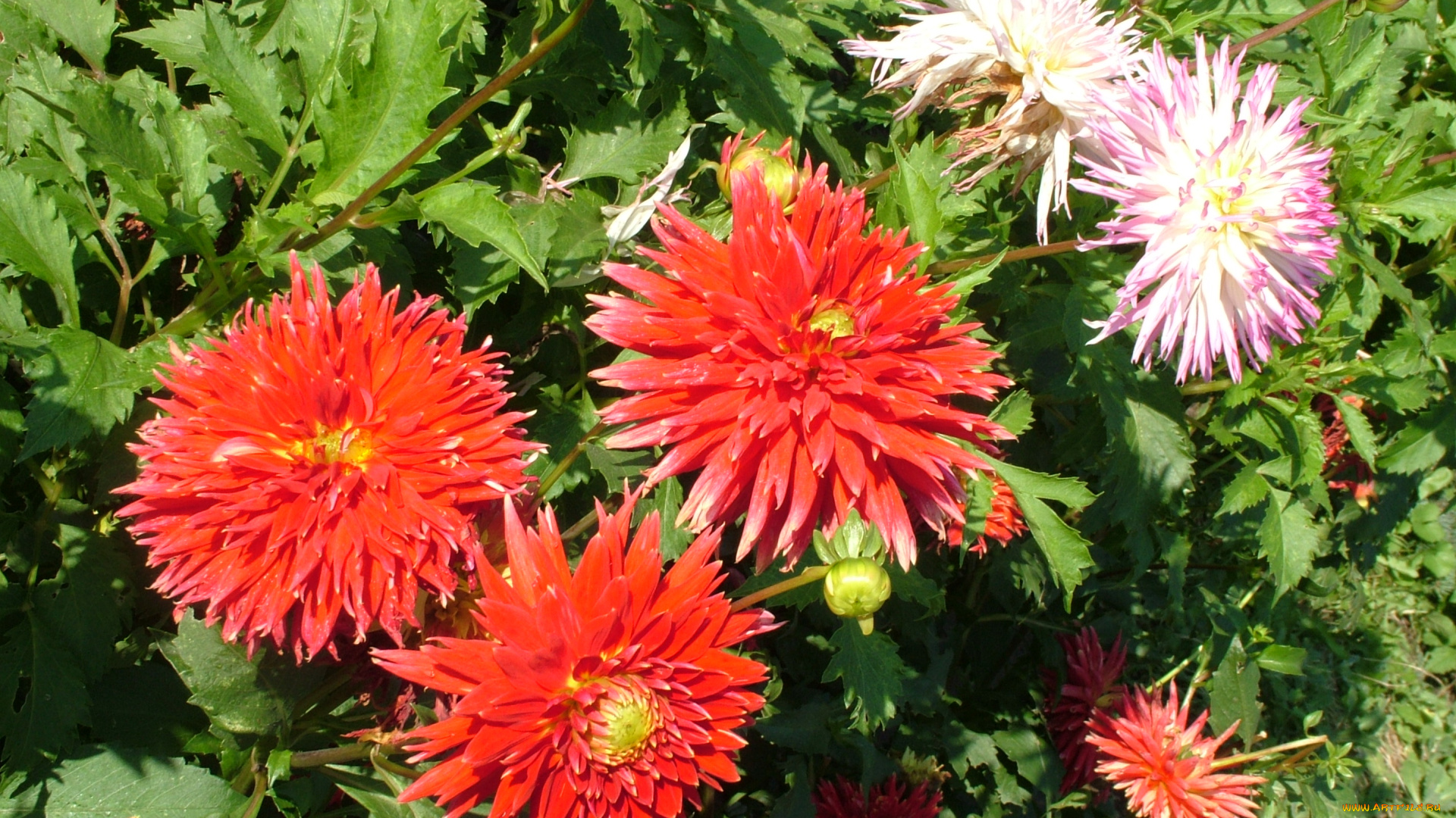 цветы, георгины, георгина