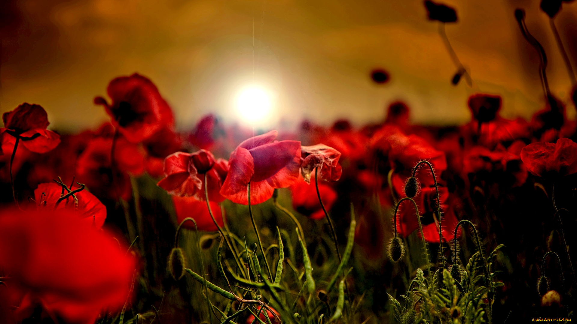 цветы, маки, поле, солнце