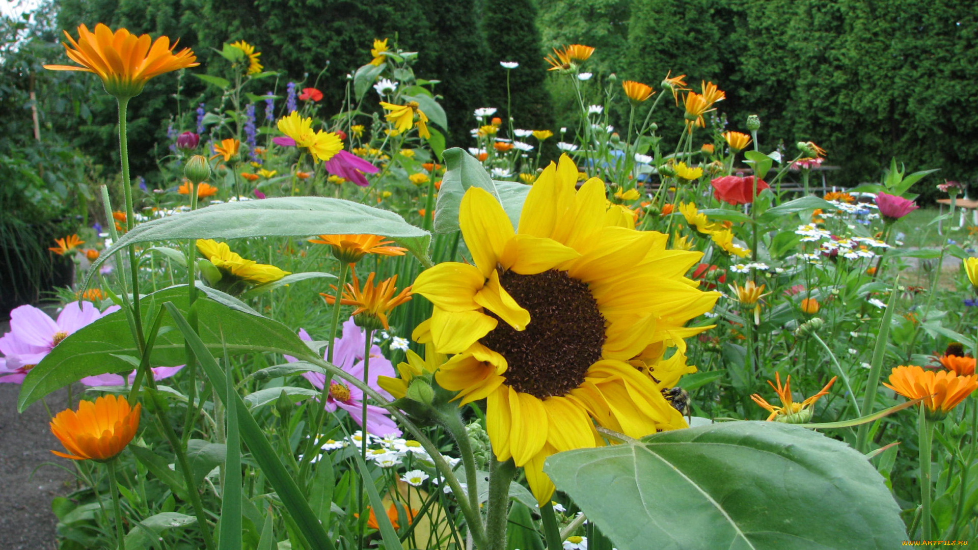 цветы, подсолнухи, подсолнух