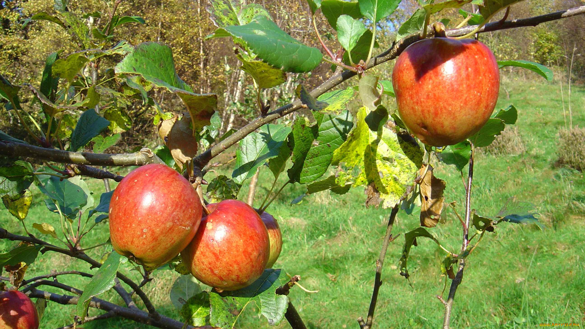 природа, плоды, ветка, яблоки