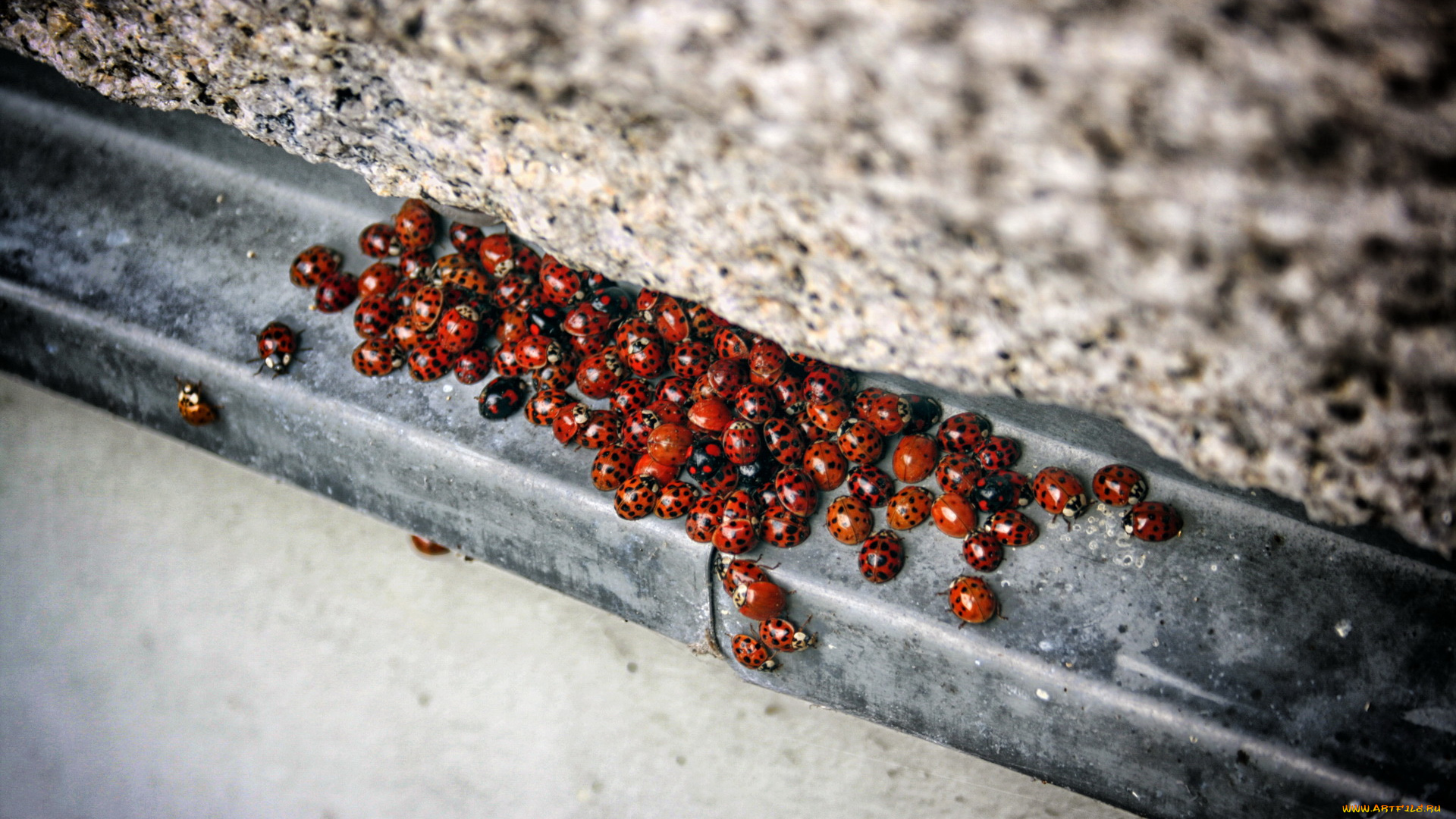 животные, божьи, коровки