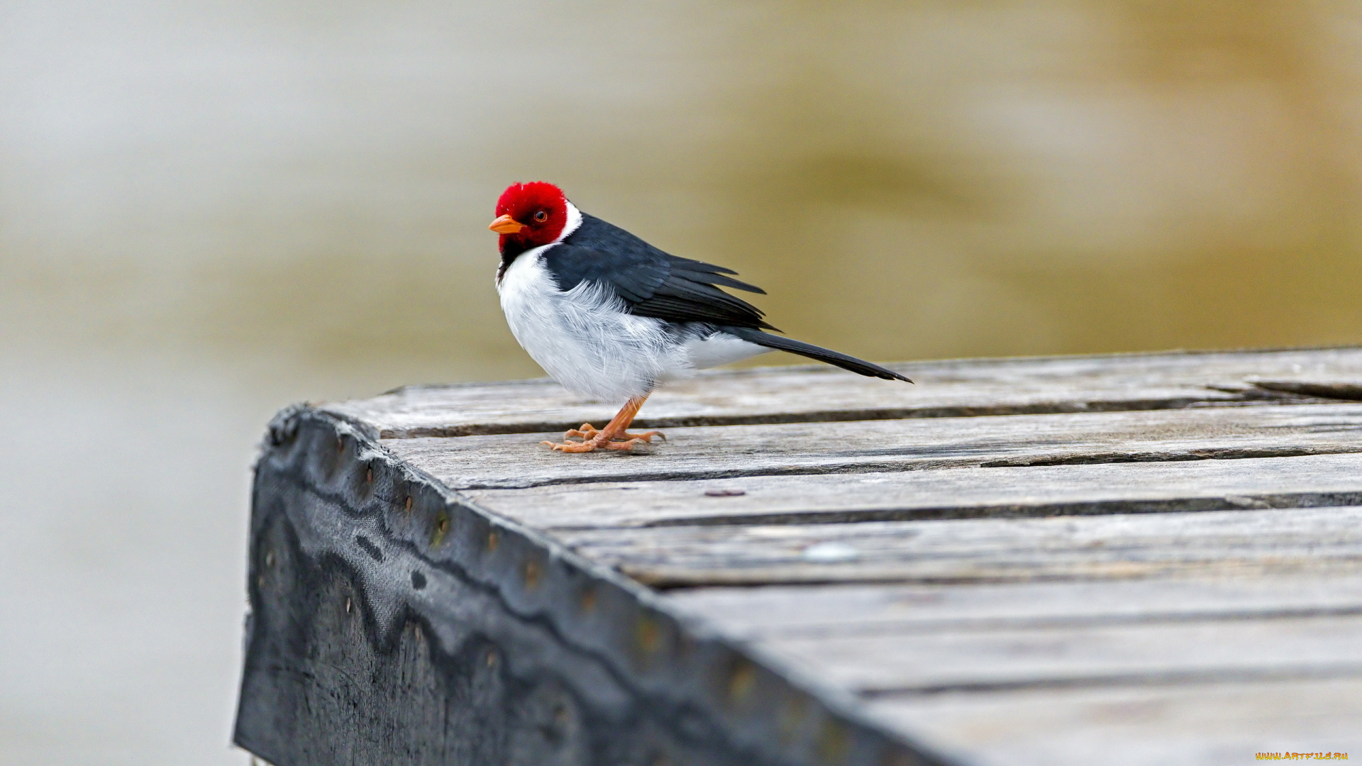 животные, кардиналы, птица