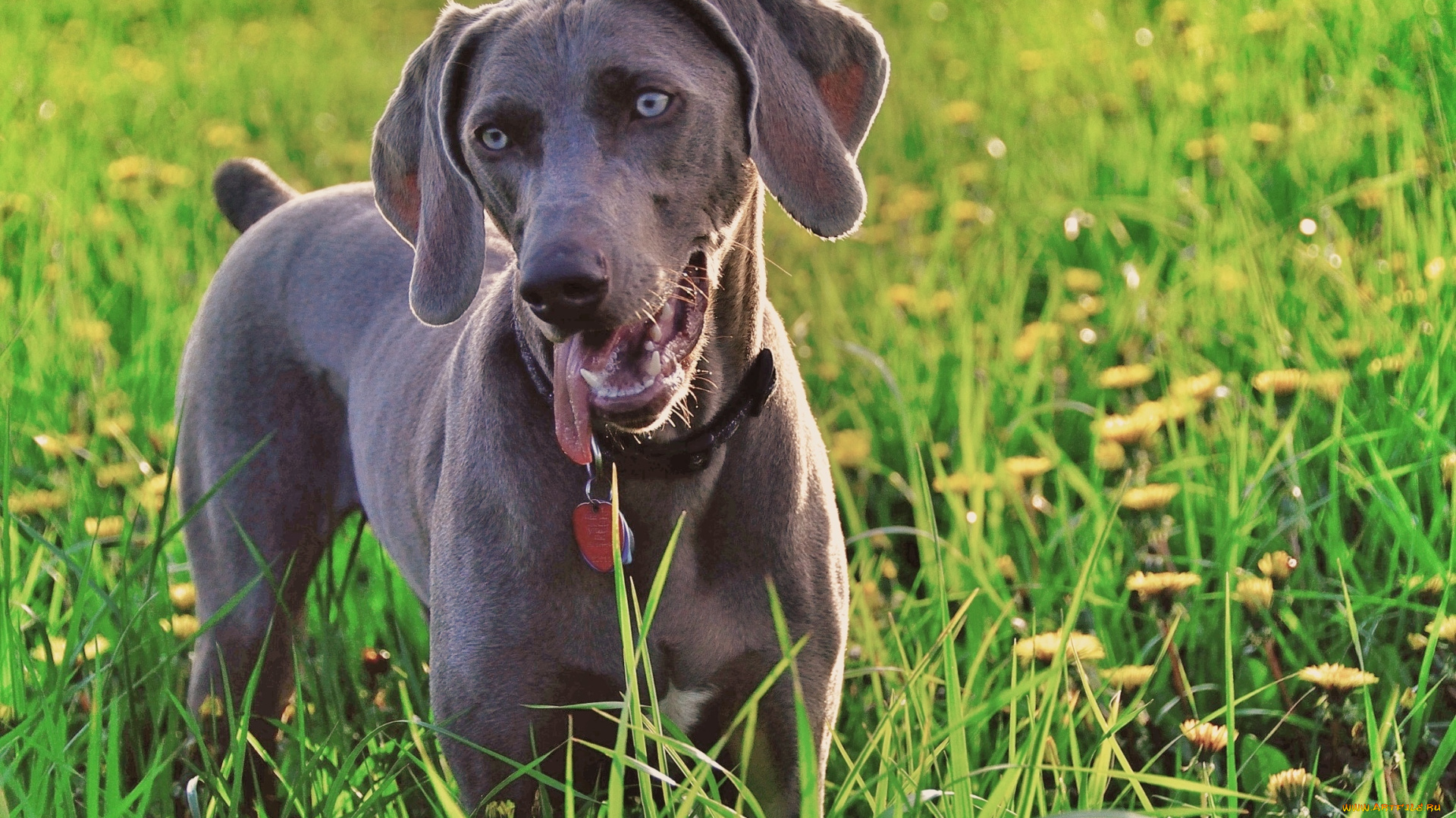 животные, собаки, одуванчики, трава, зелень, смотрит, weimaraner, собака
