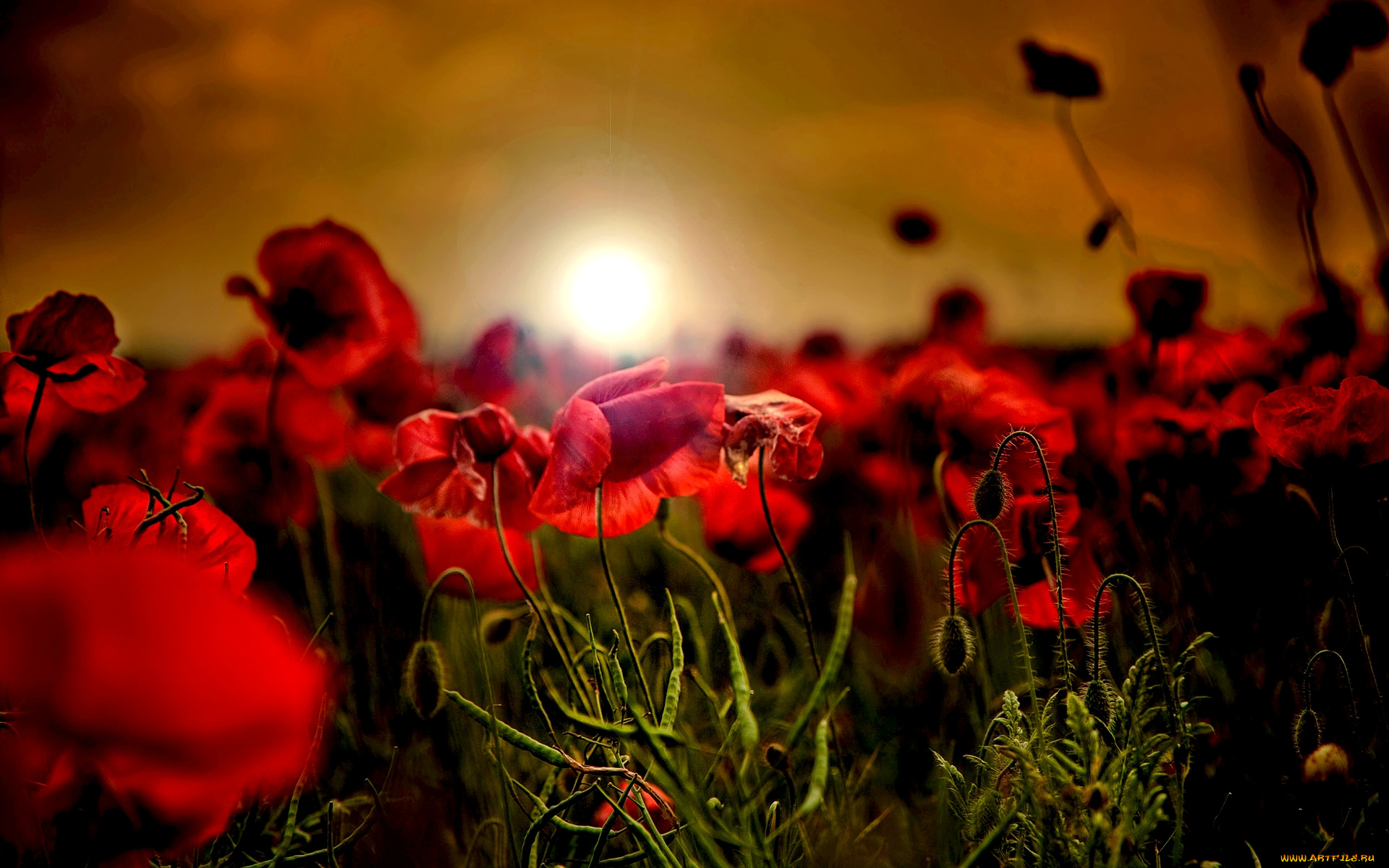 цветы, маки, поле, солнце