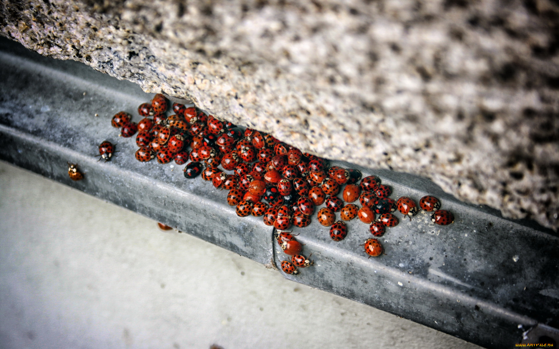 животные, божьи, коровки