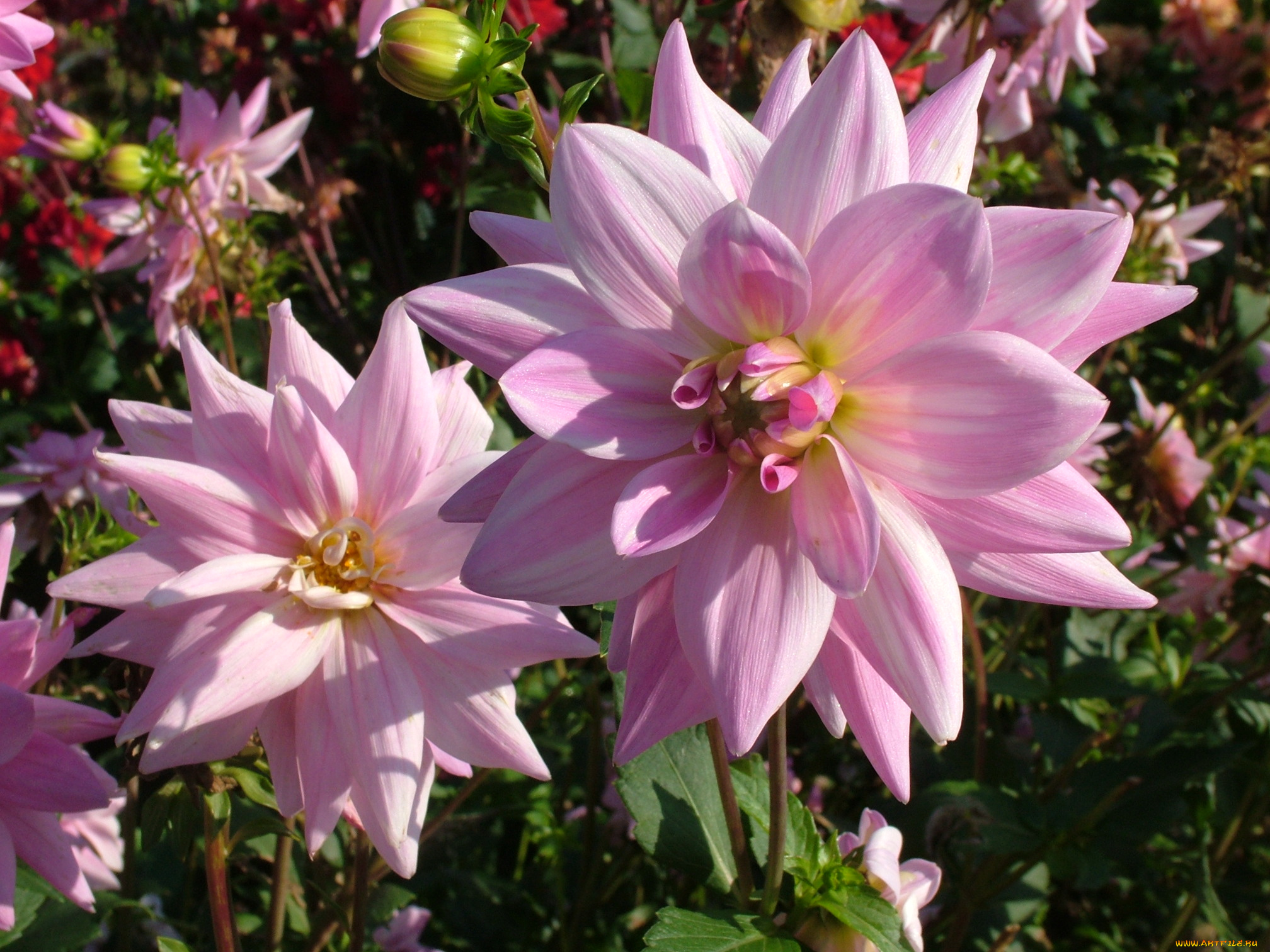 цветы, георгины, георгина