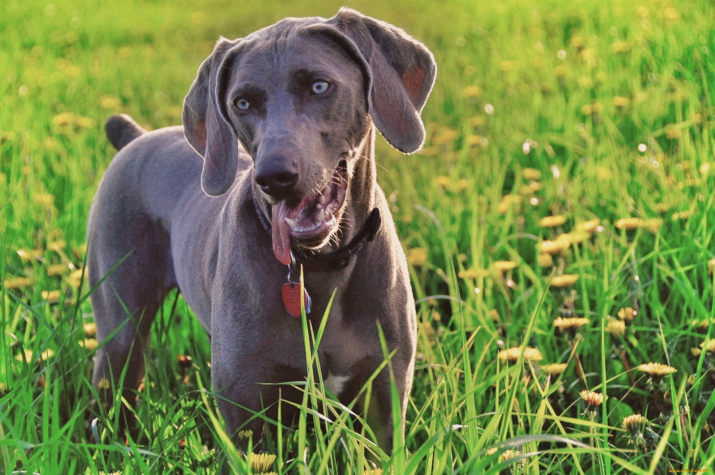 животные, собаки, одуванчики, трава, зелень, смотрит, weimaraner, собака