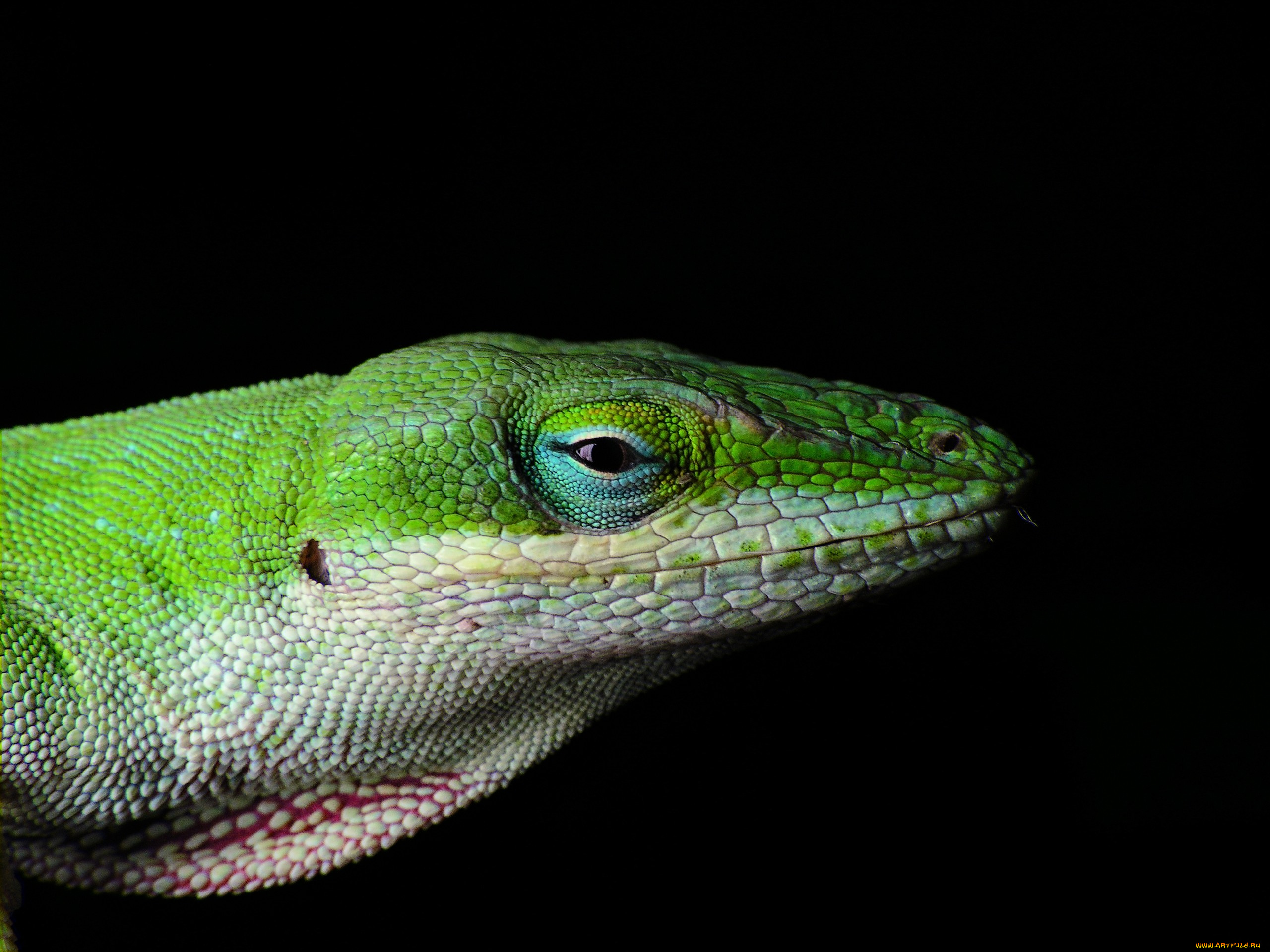 lizard, животные, Ящерицы, игуаны, вараны, ящерица, зеленая, голова, глаза