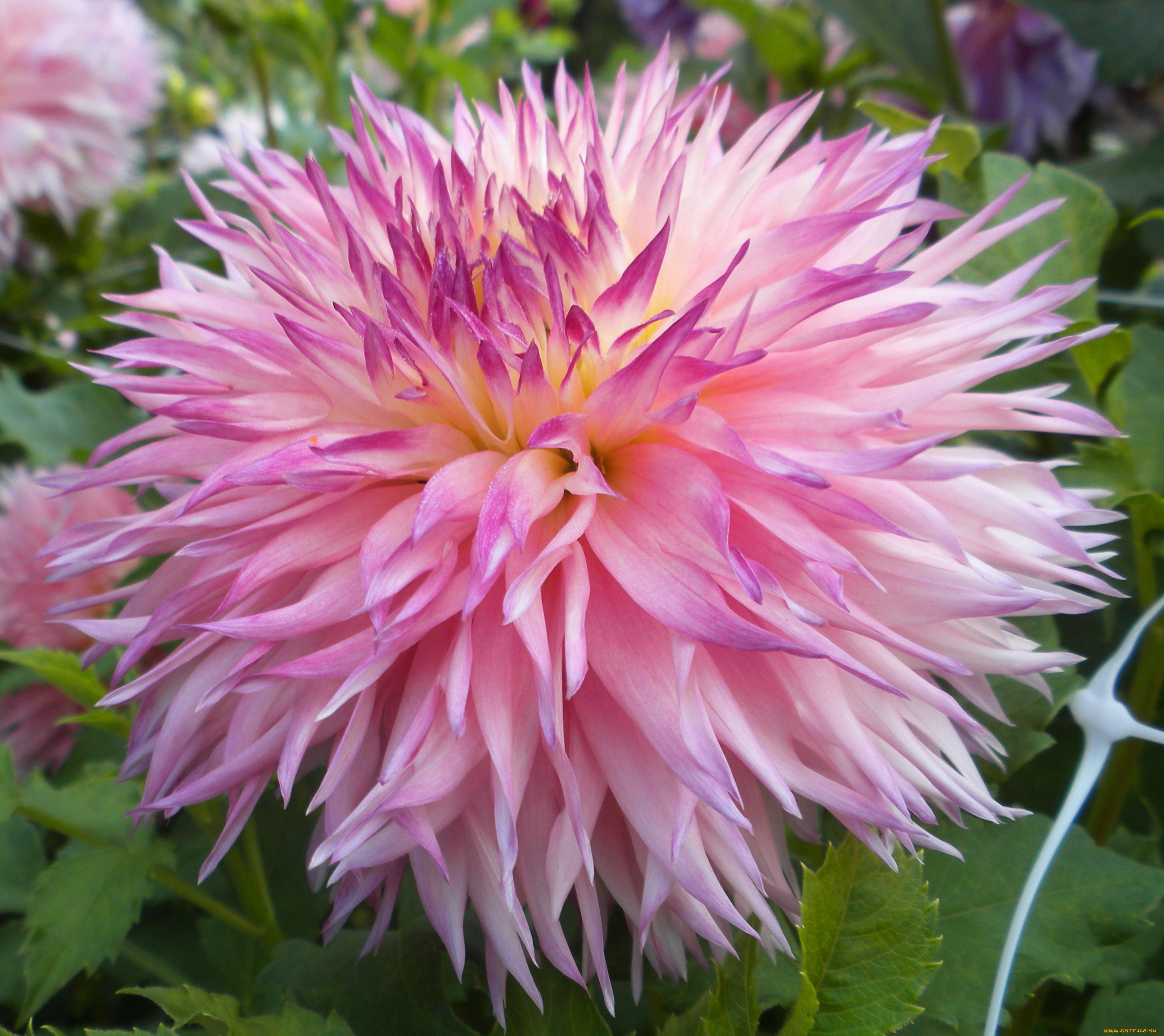 цветы, георгины, георгина