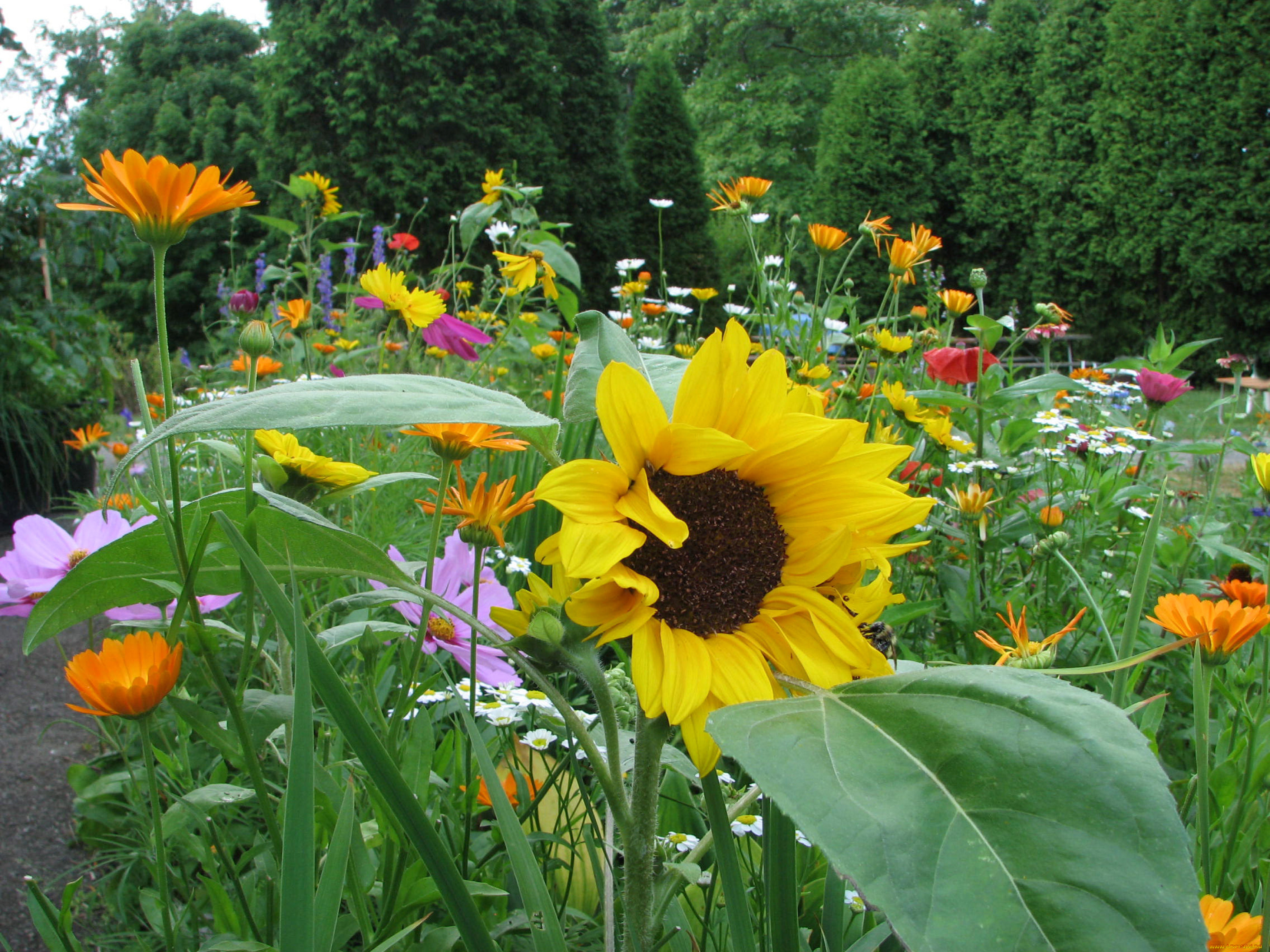 цветы, подсолнухи, подсолнух