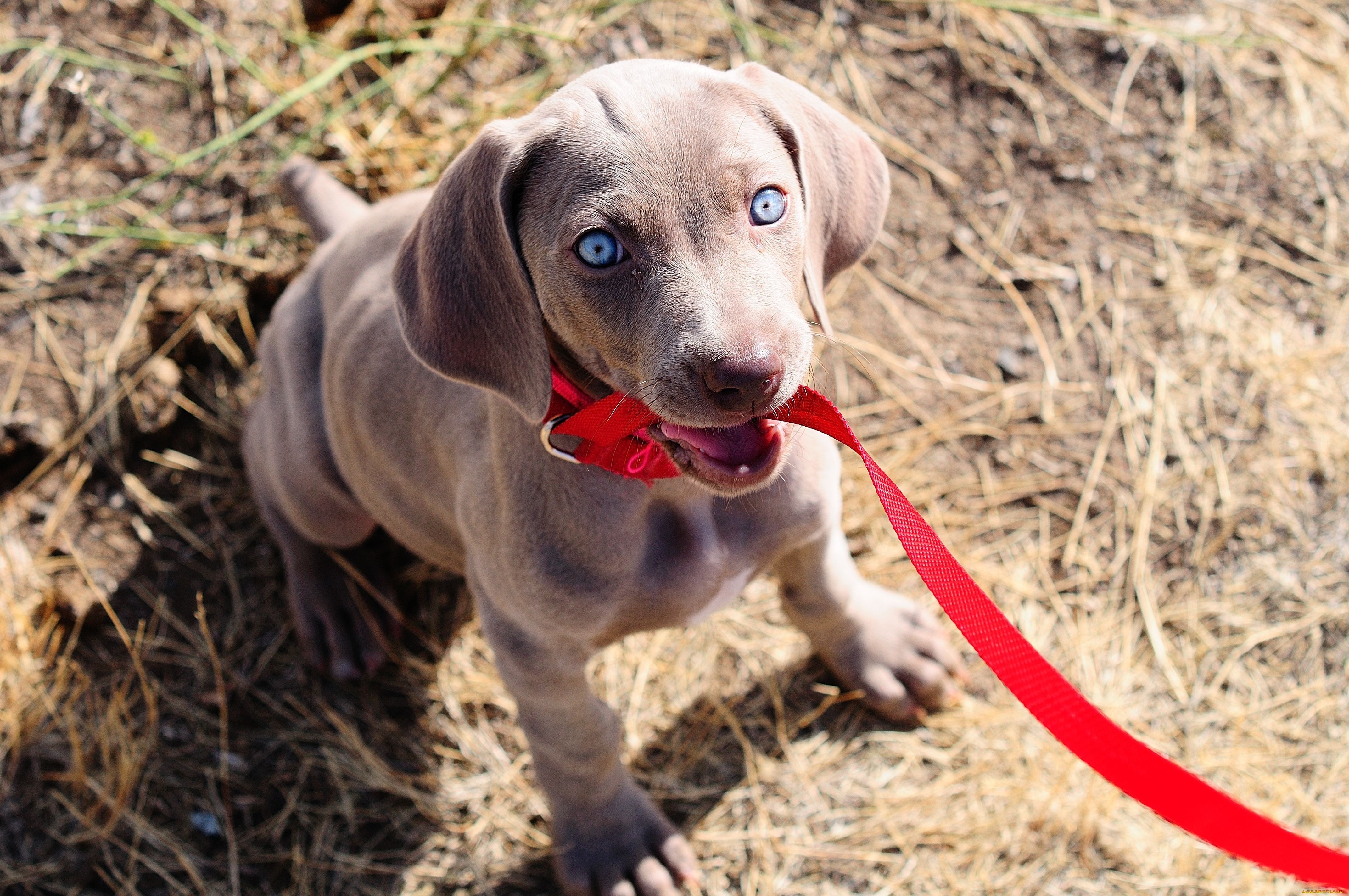 животные, собаки, поводок, щенок, взгляд, глаза