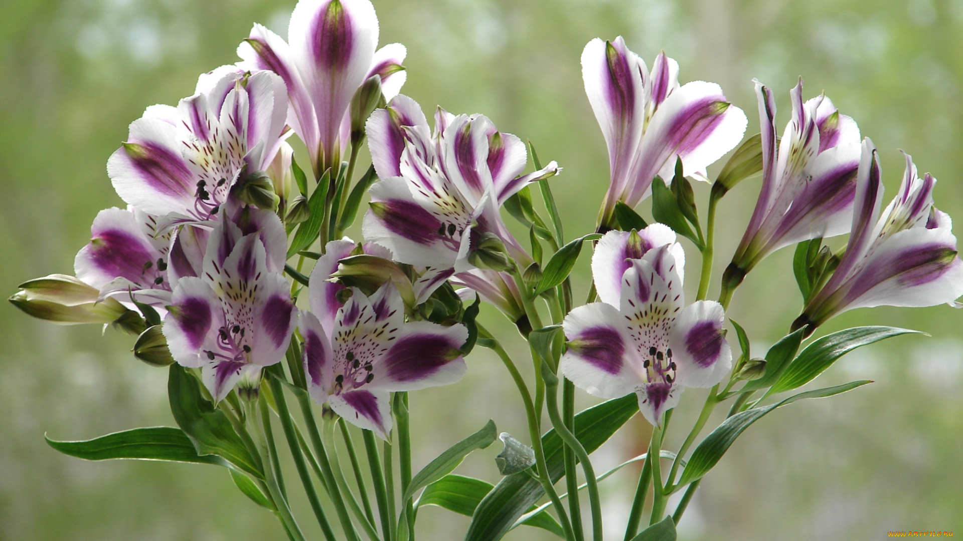 цветы, альстромерия, перуанская, лилия