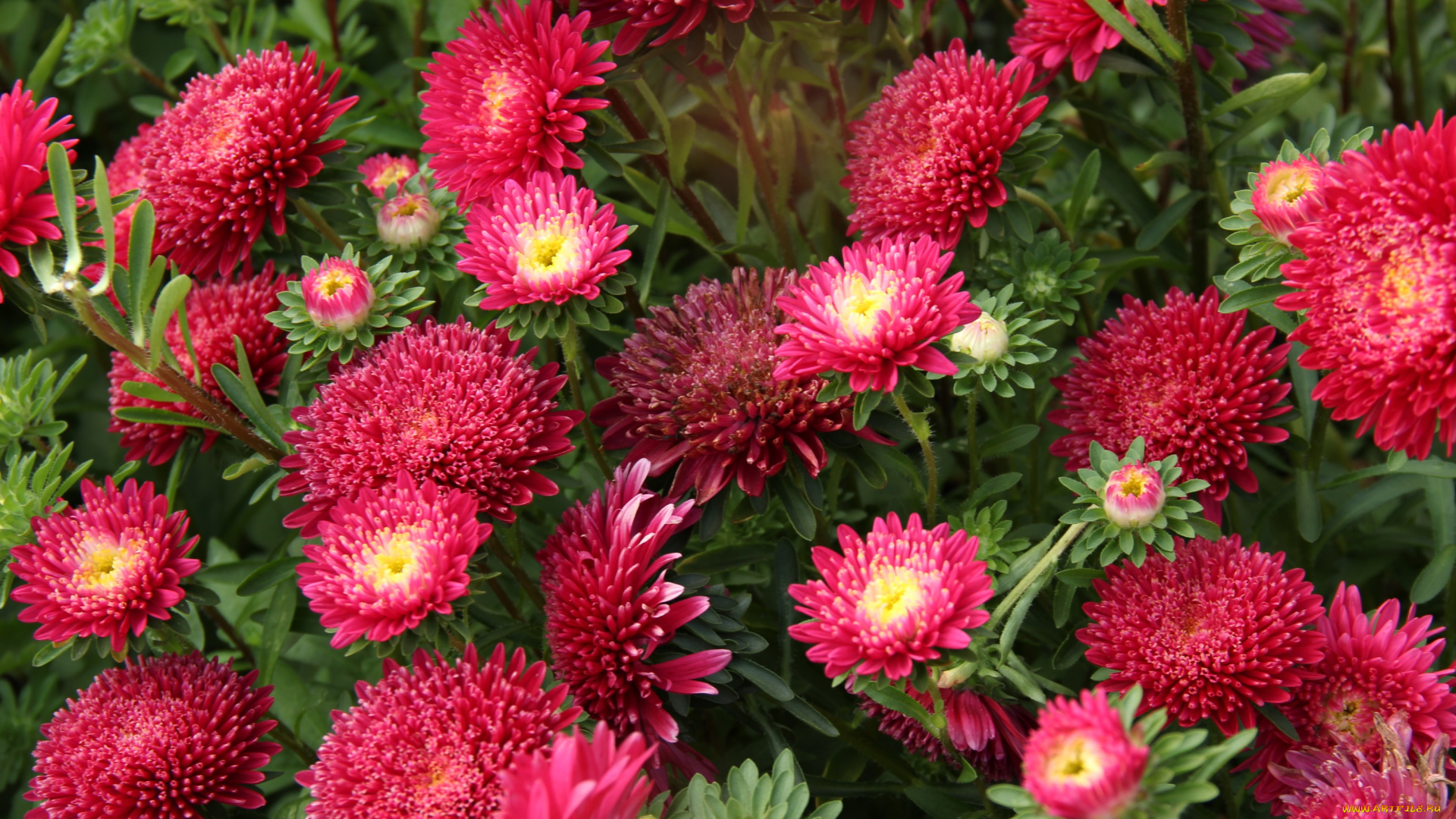цветы, астры, красный