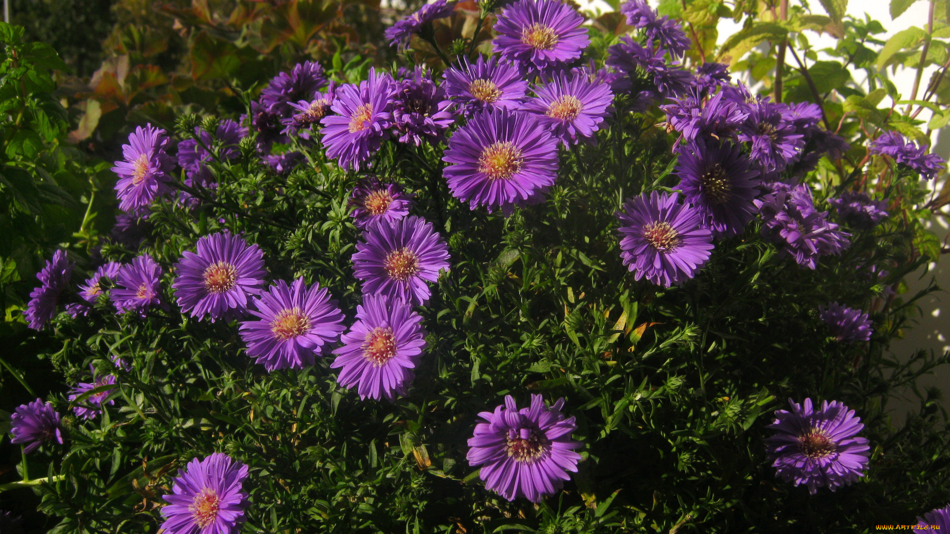 цветы, астры, куст