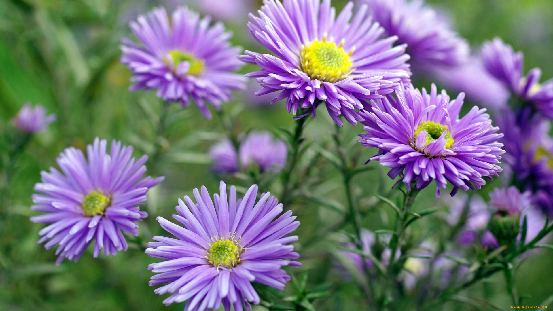 цветы, астры, татарская, астра, сиреневый