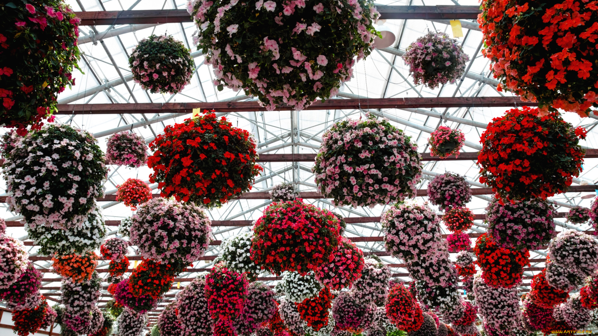 цветы, бальзамины, оранжерея