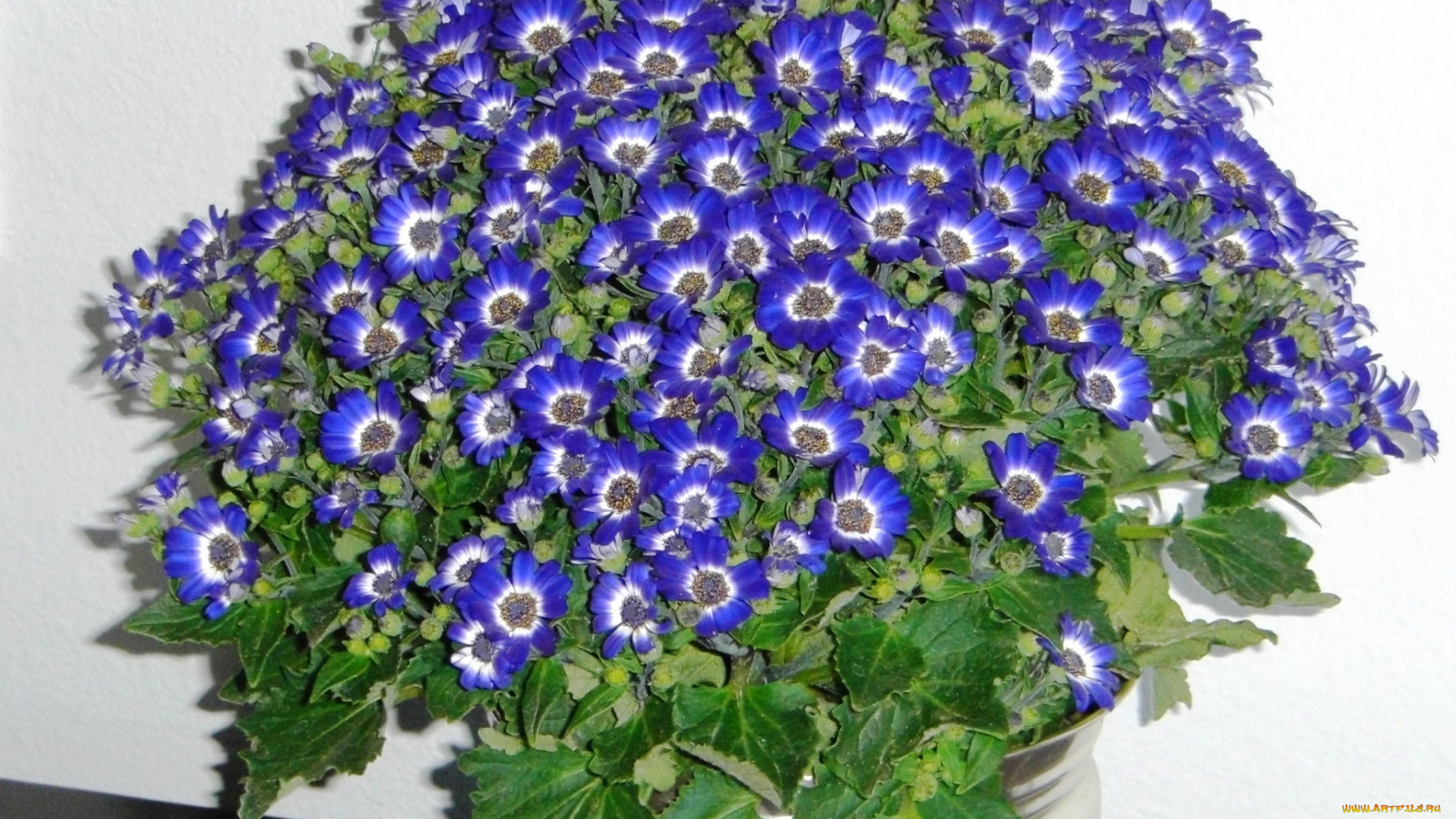 цветы, цинерария, африканская, астра, циненария