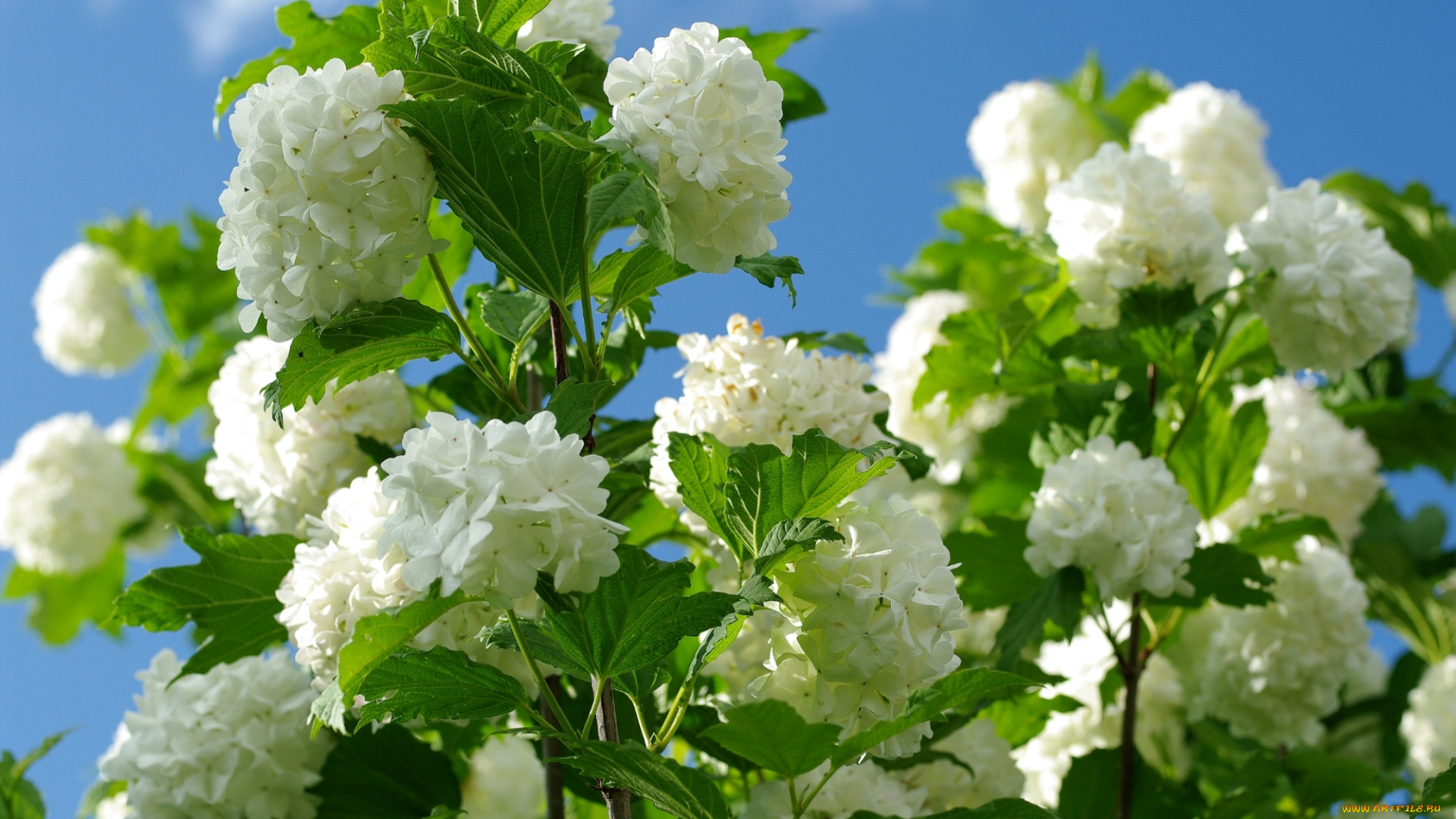 цветы, цветущие, деревья, кустарники, калина