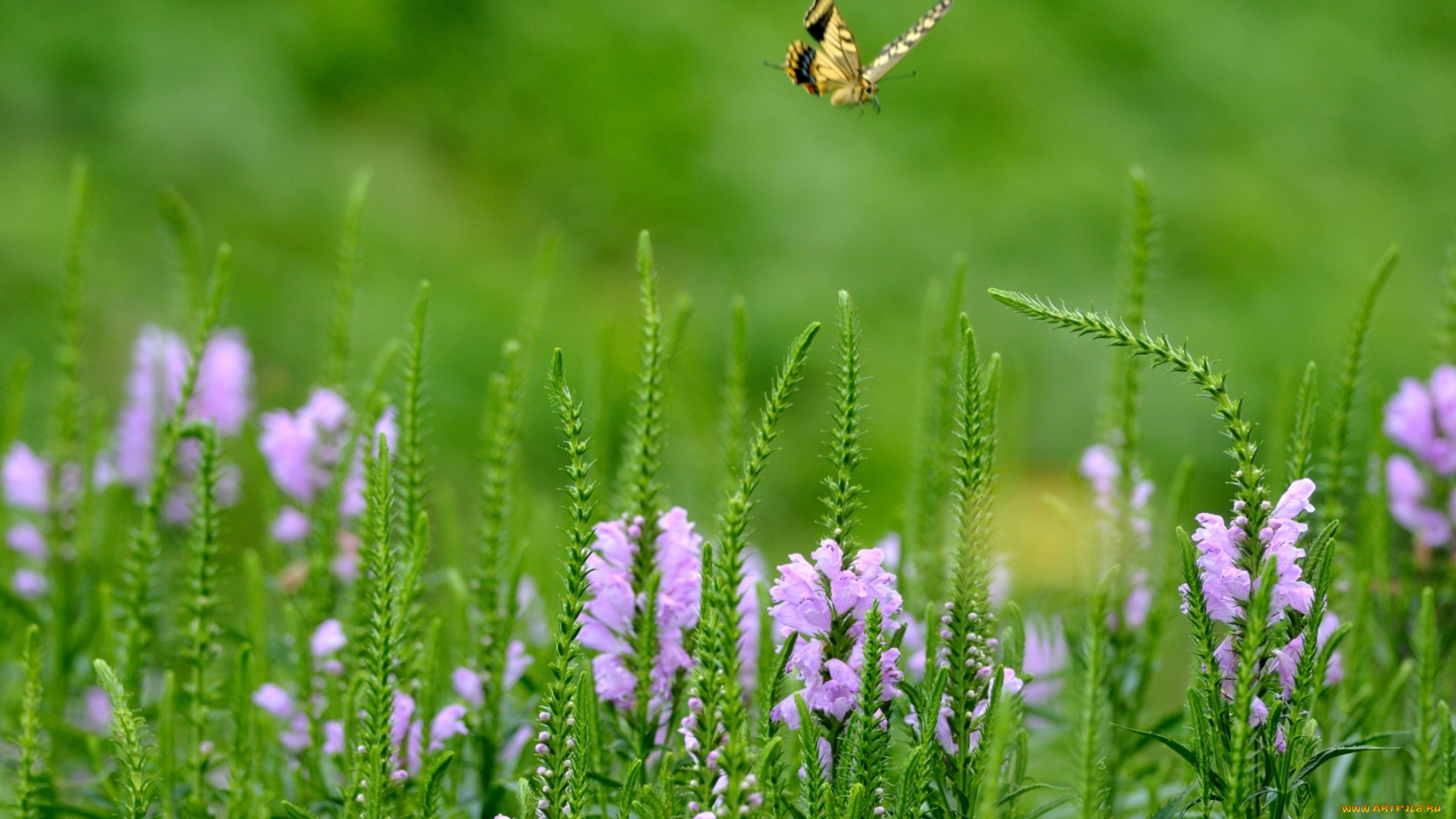 цветы, физостегия, розовый, бабочка