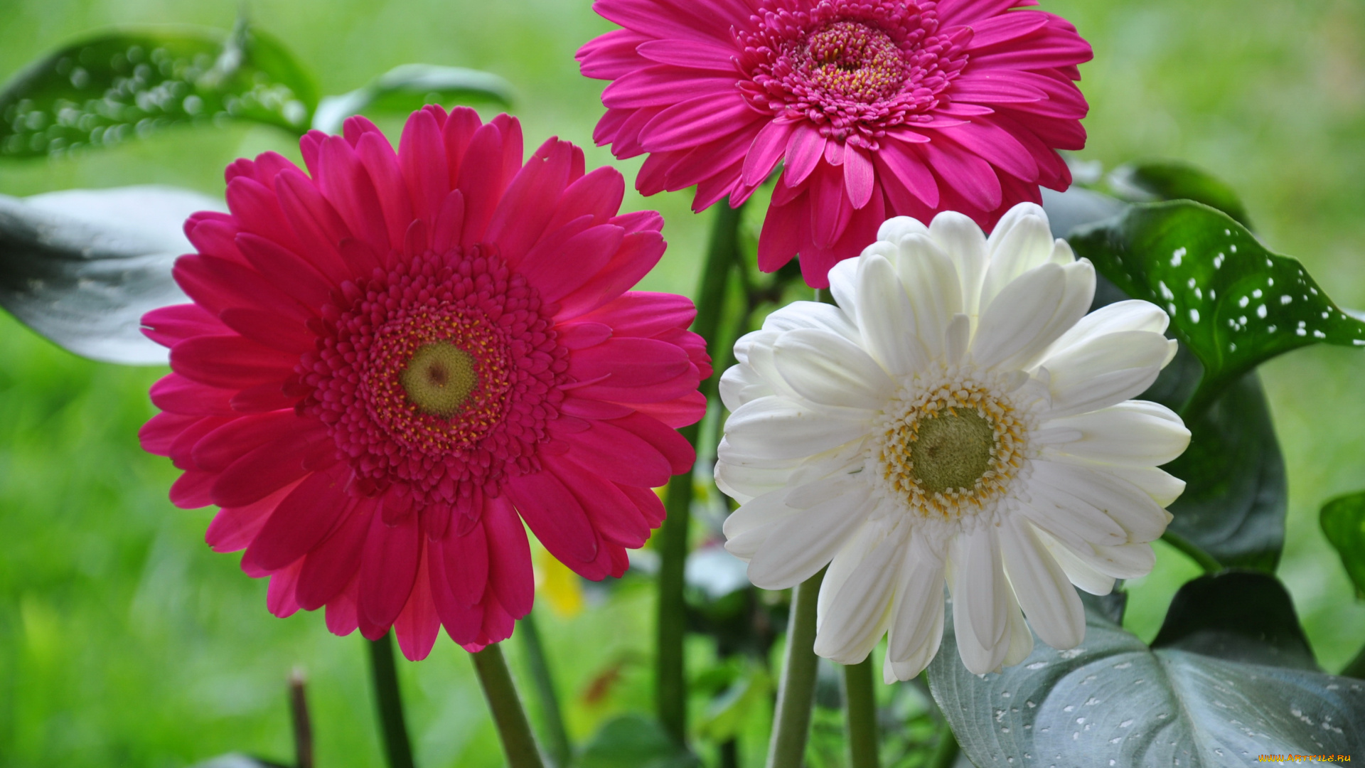 цветы, герберы