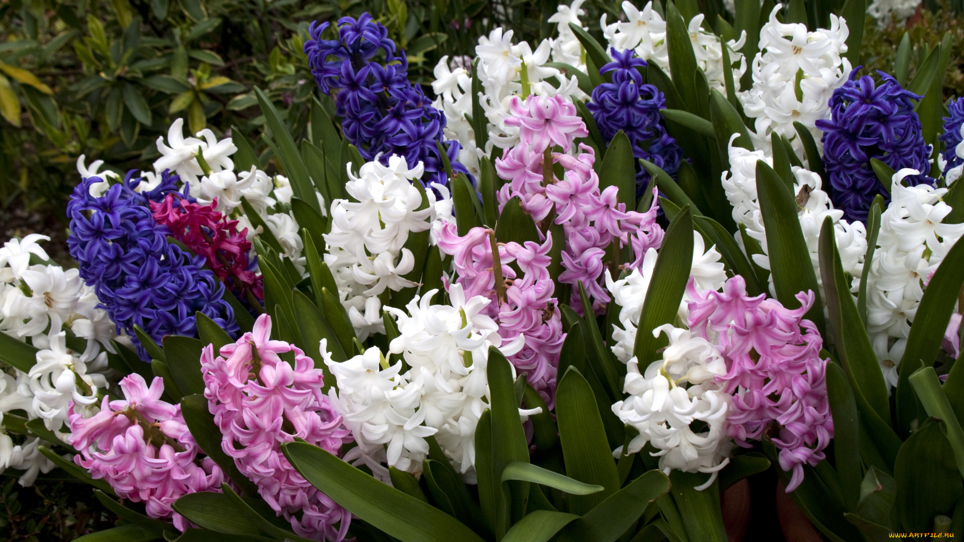 цветы, гиацинты