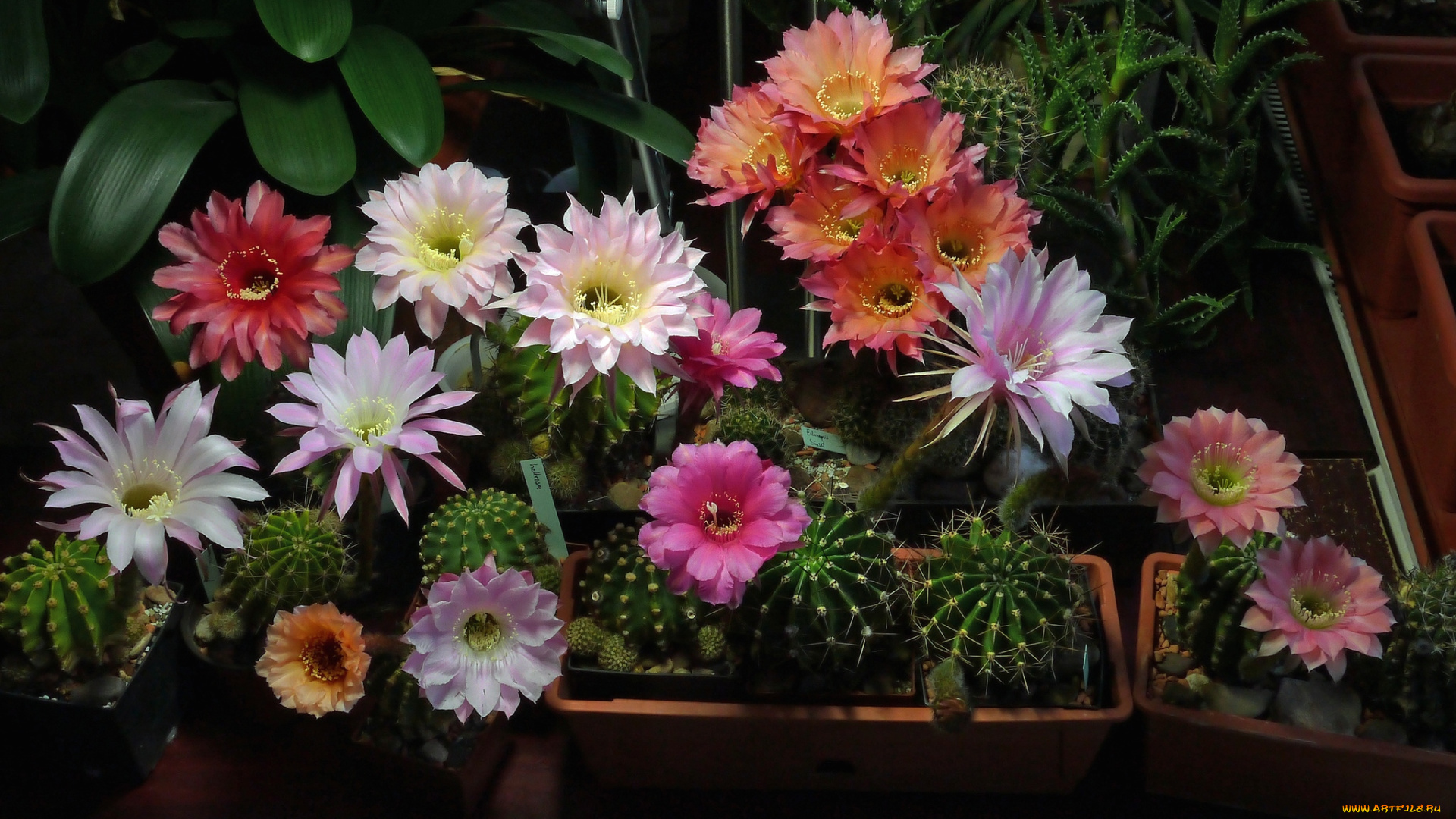 цветы, кактусы, колючки, цветение