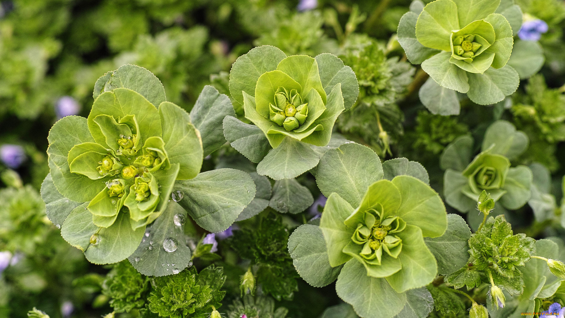 цветы, молочай, зелень, макро