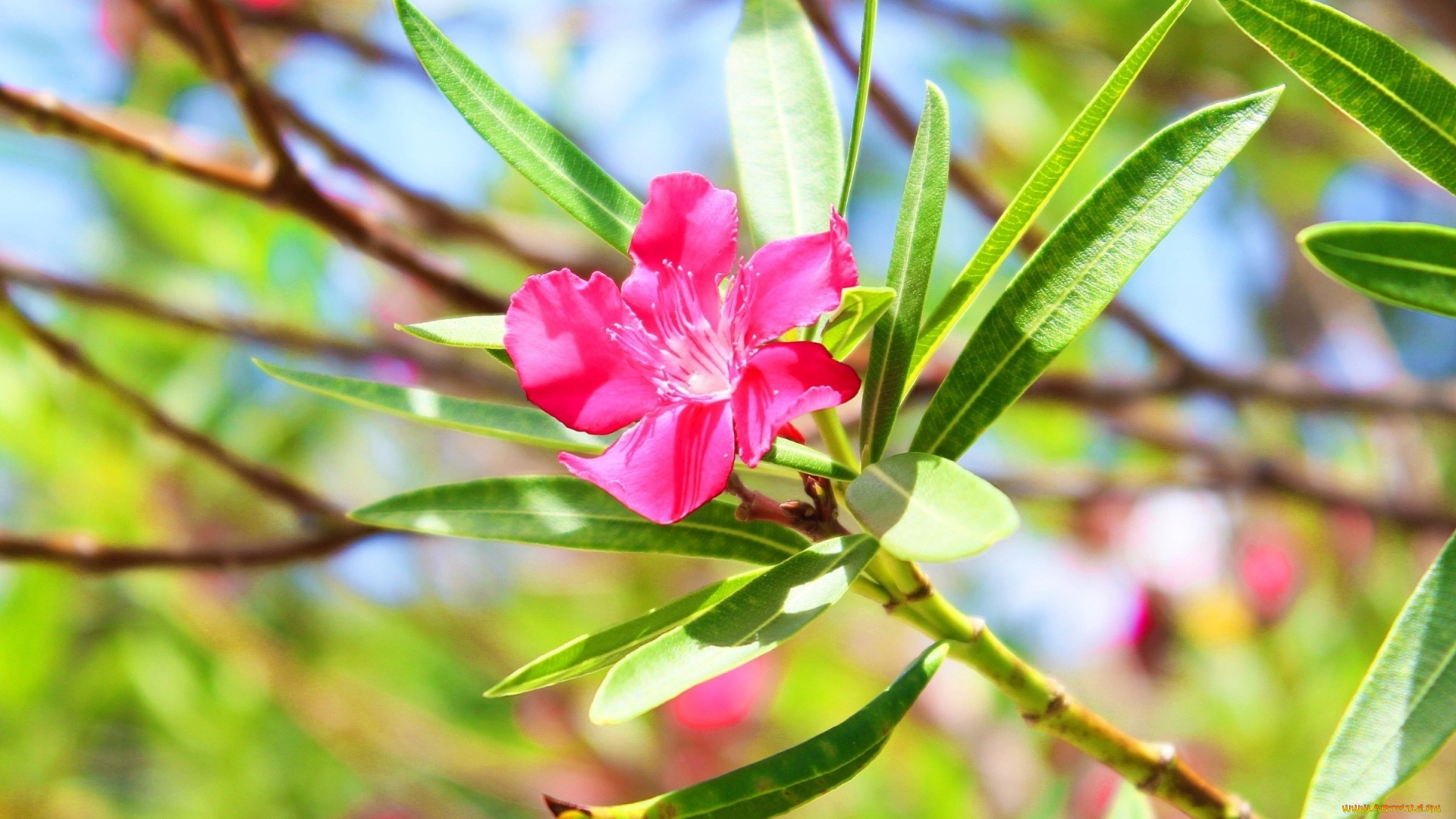 цветы, олеандры, листья, цветок