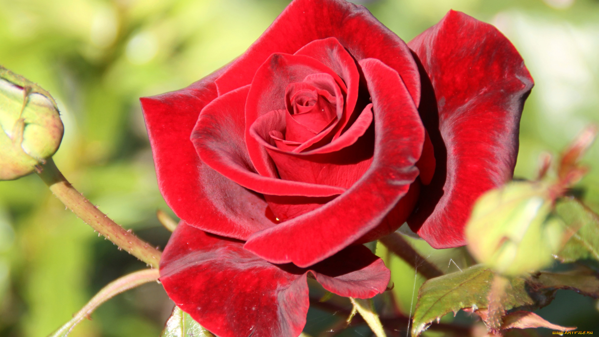 цветы, розы, королева