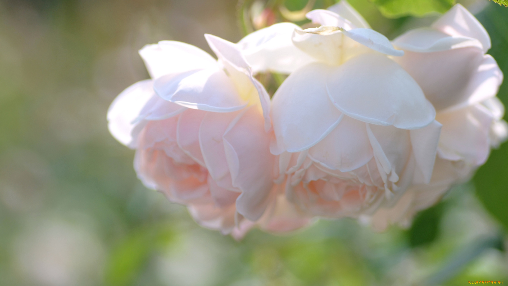 цветы, розы, нежность