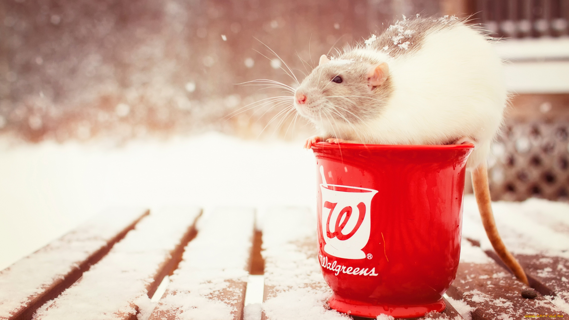 животные, крысы, мыши, ступка, грызун, крыса, снег