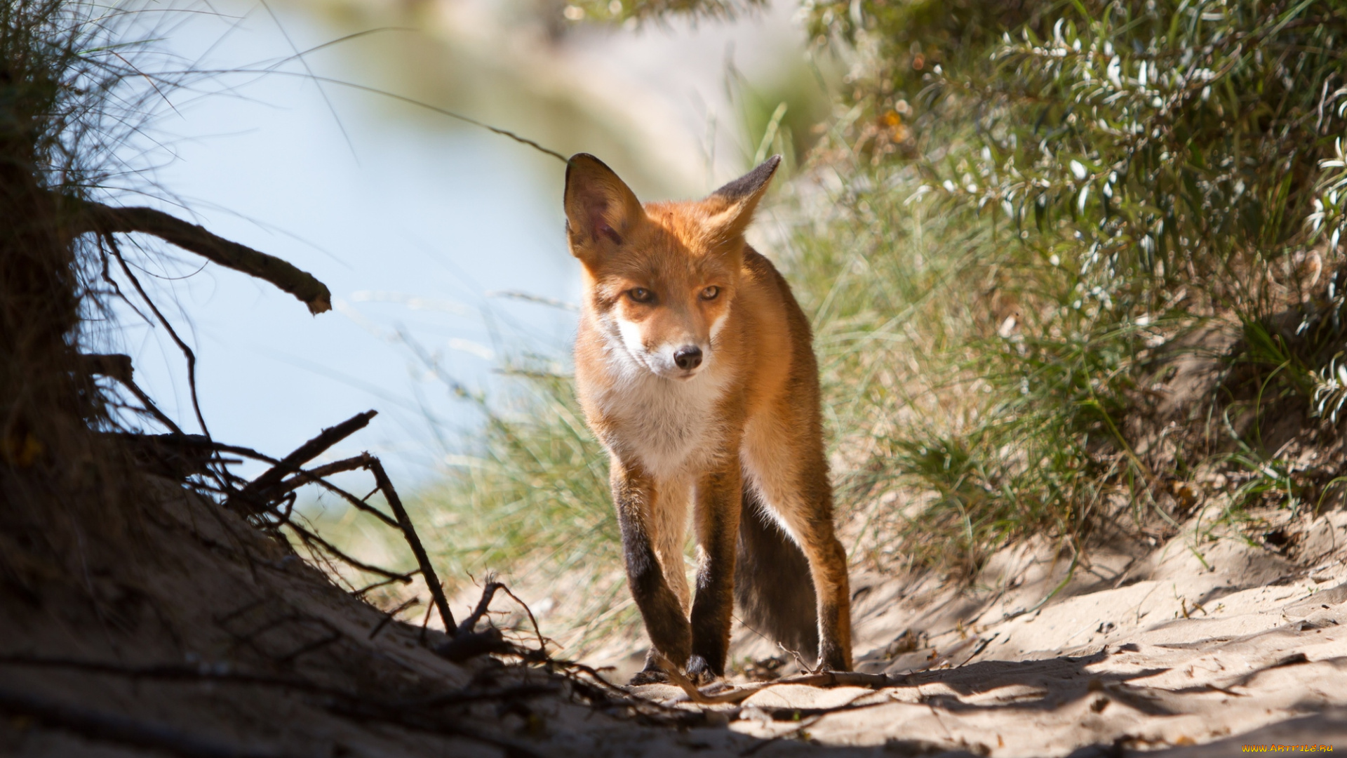 животные, лисы, лисенок