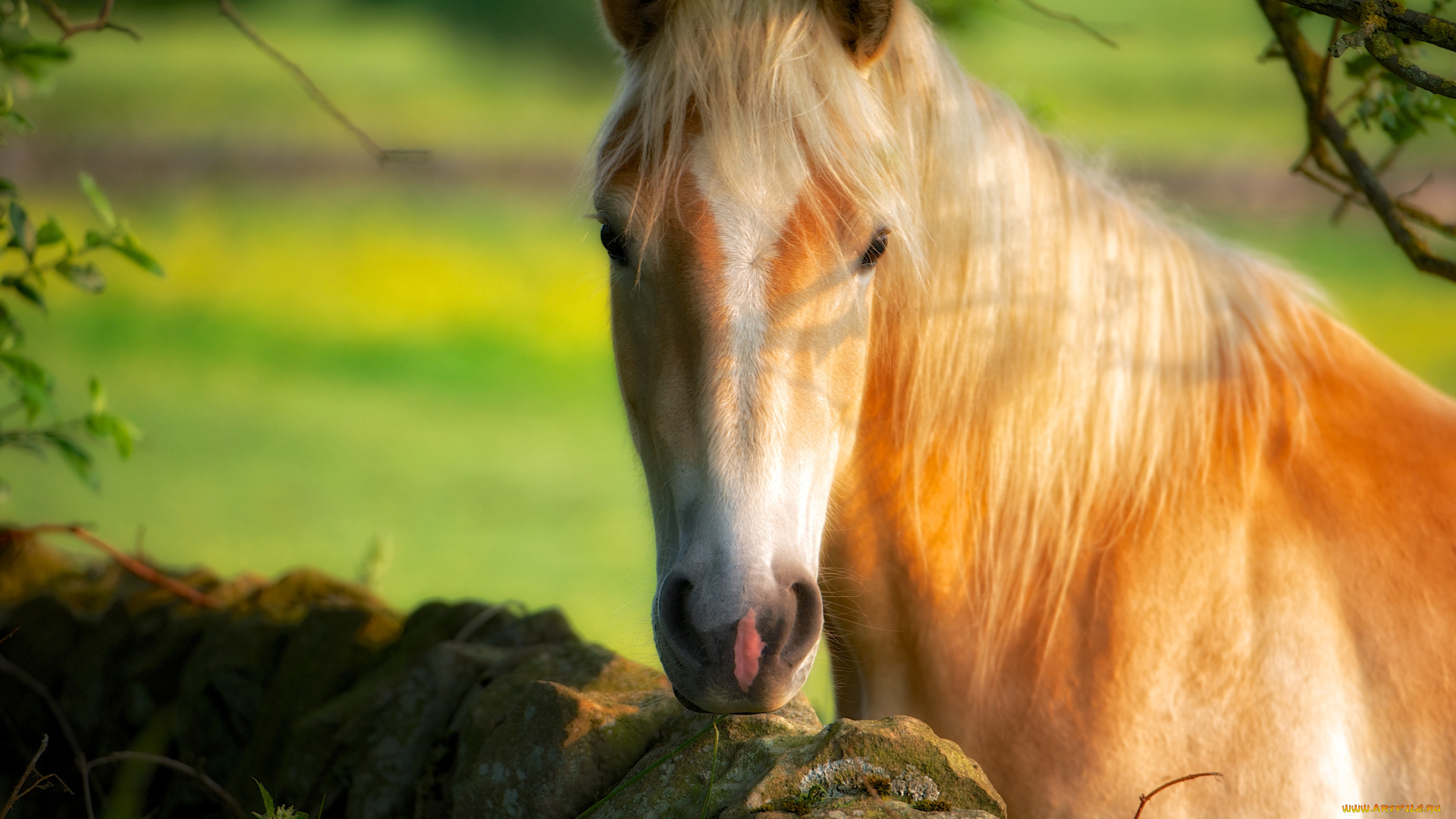животные, лошади, красавица