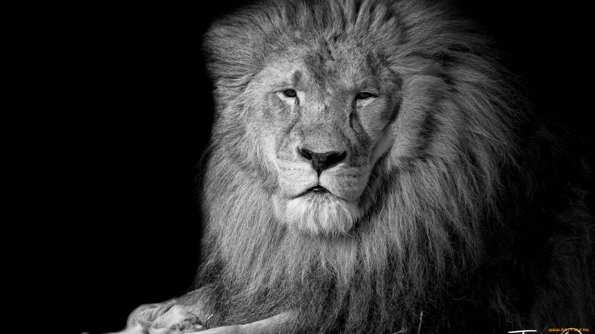 животные, львы, царь
