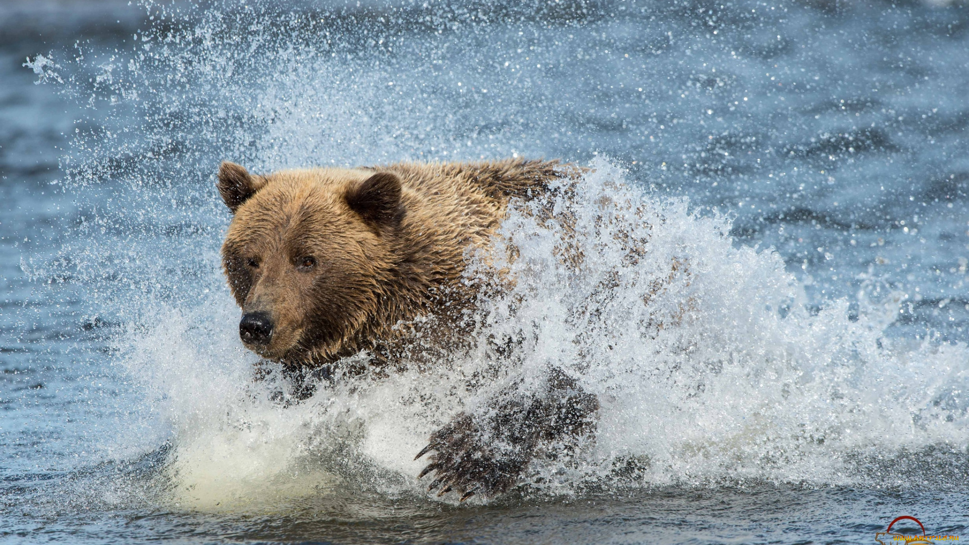 животные, медведи, вода