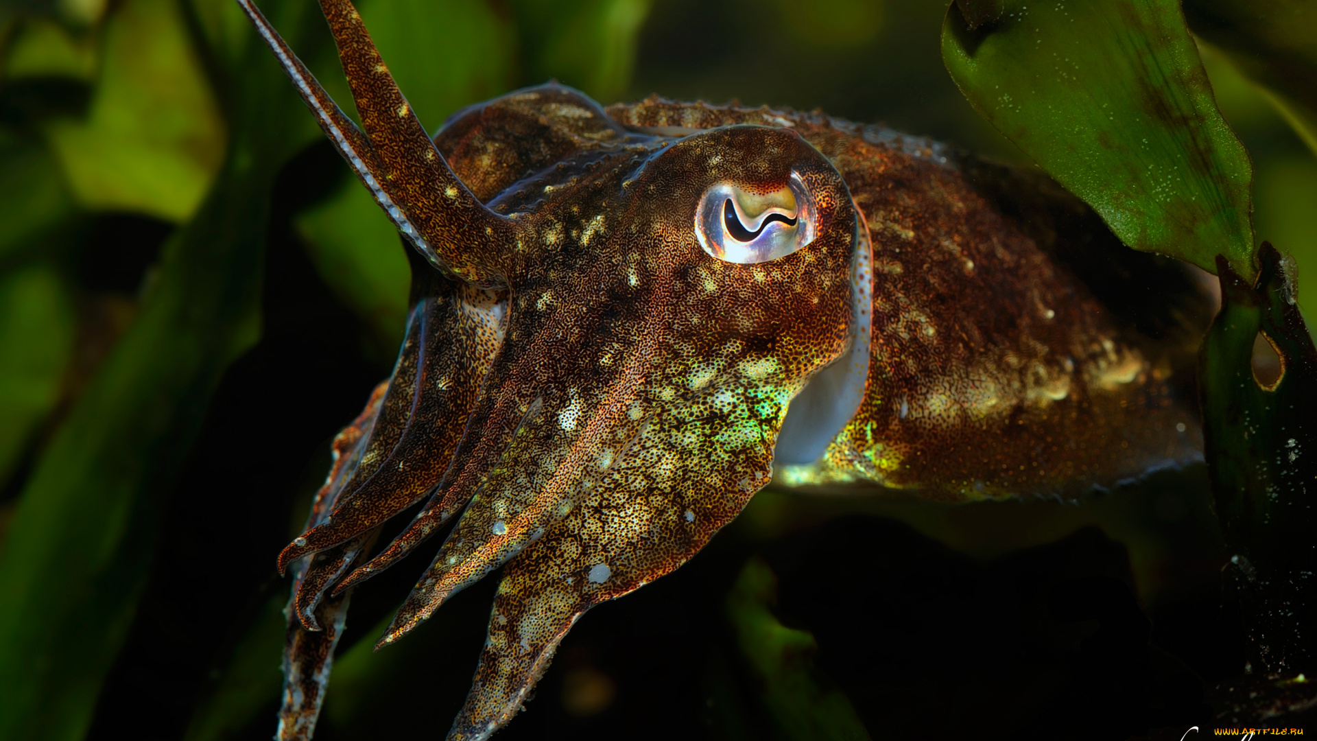 животные, морская, фауна, каракатица