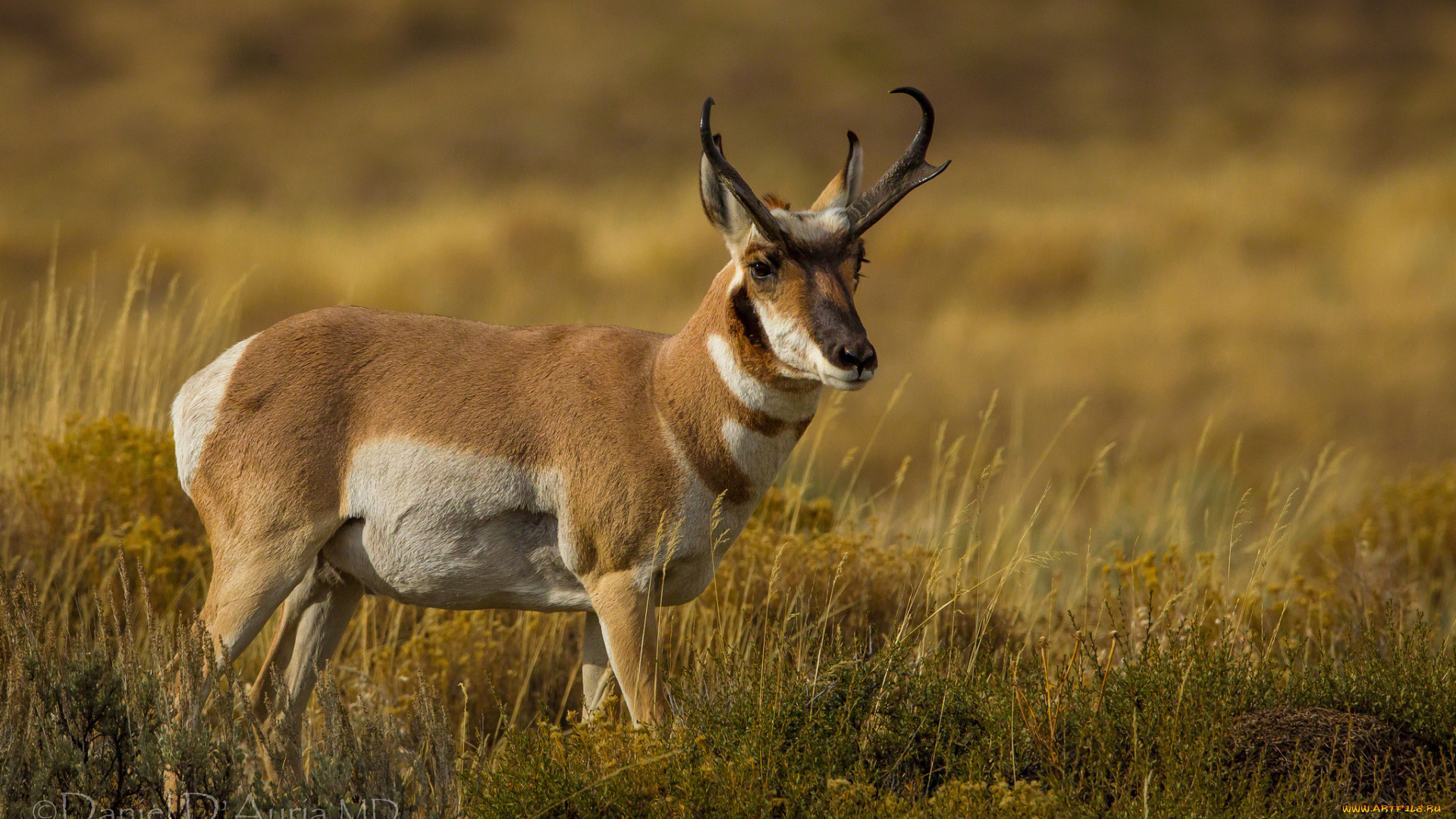 животные, олени, рога