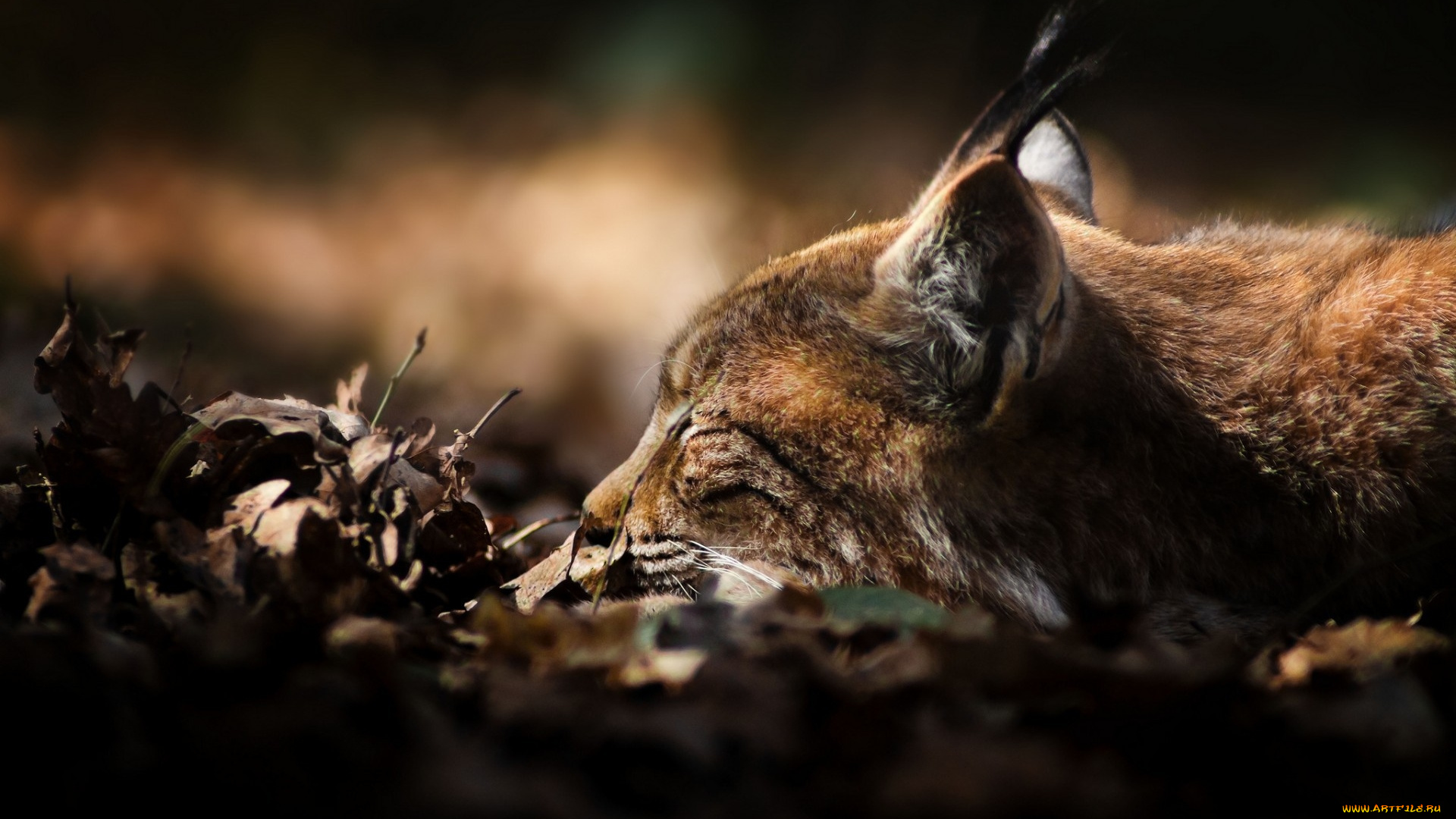 животные, рыси, сон, отдых, осень, листья, голова, рысь