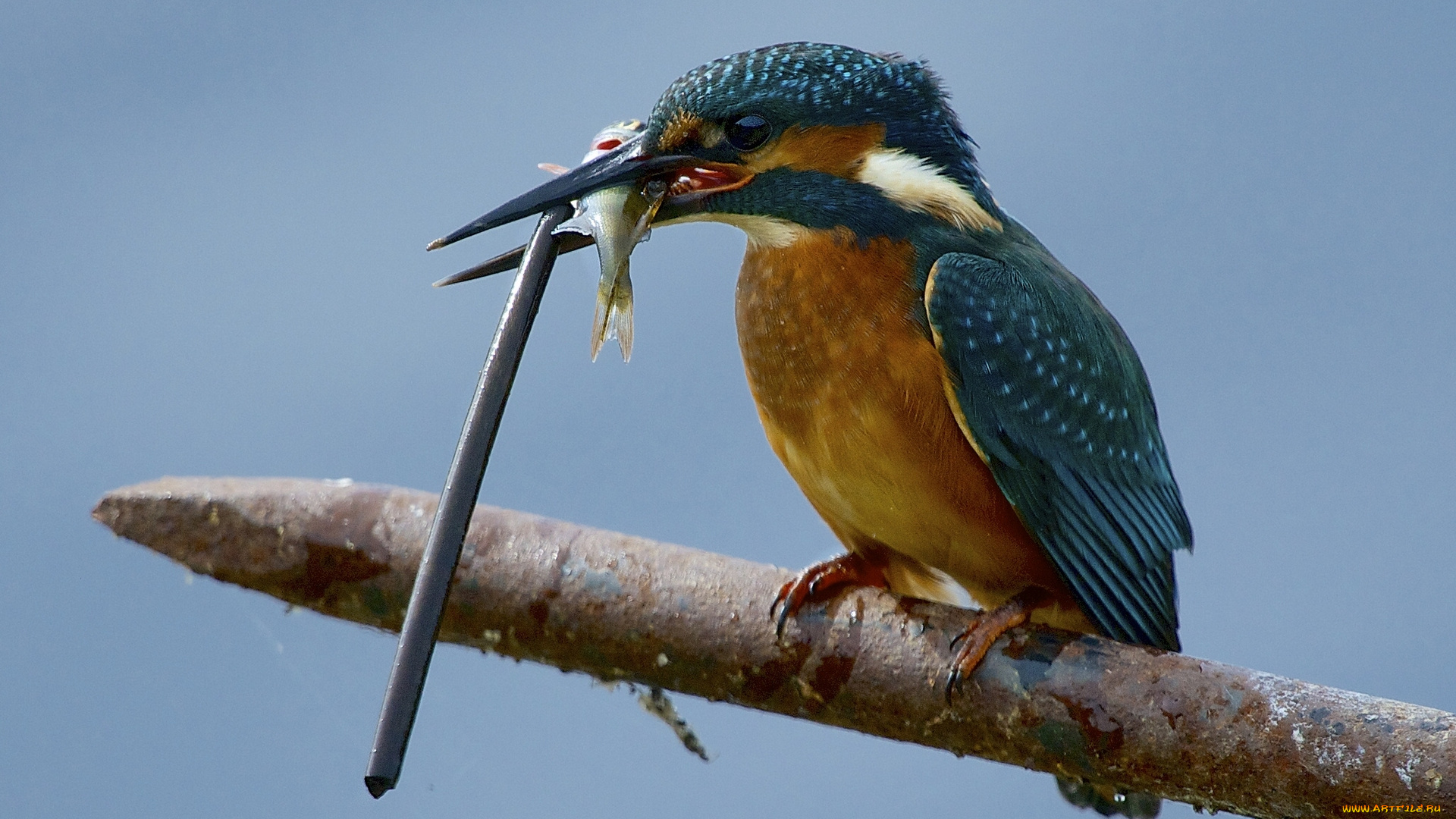 животные, зимородки, прут, улов, птица, рыбка