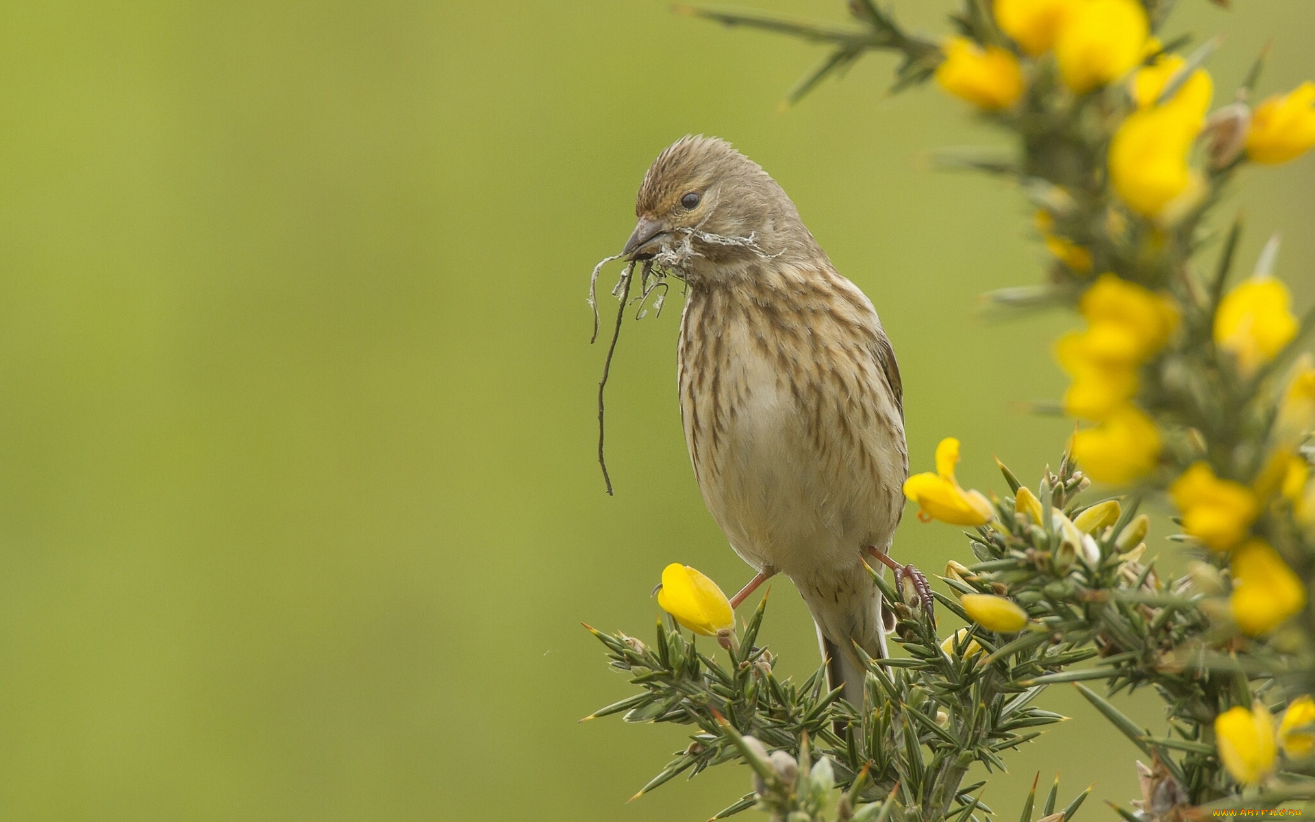 животные, птицы, иголки, ветки, реполов, коноплянка