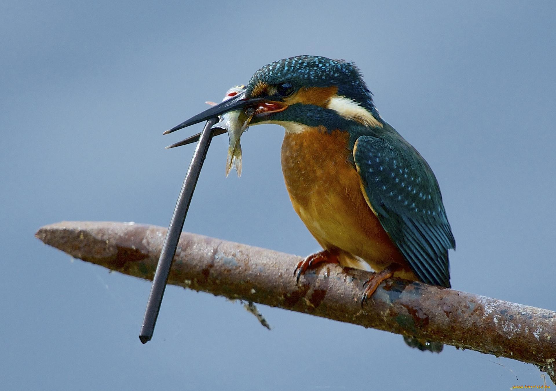 животные, зимородки, прут, улов, птица, рыбка