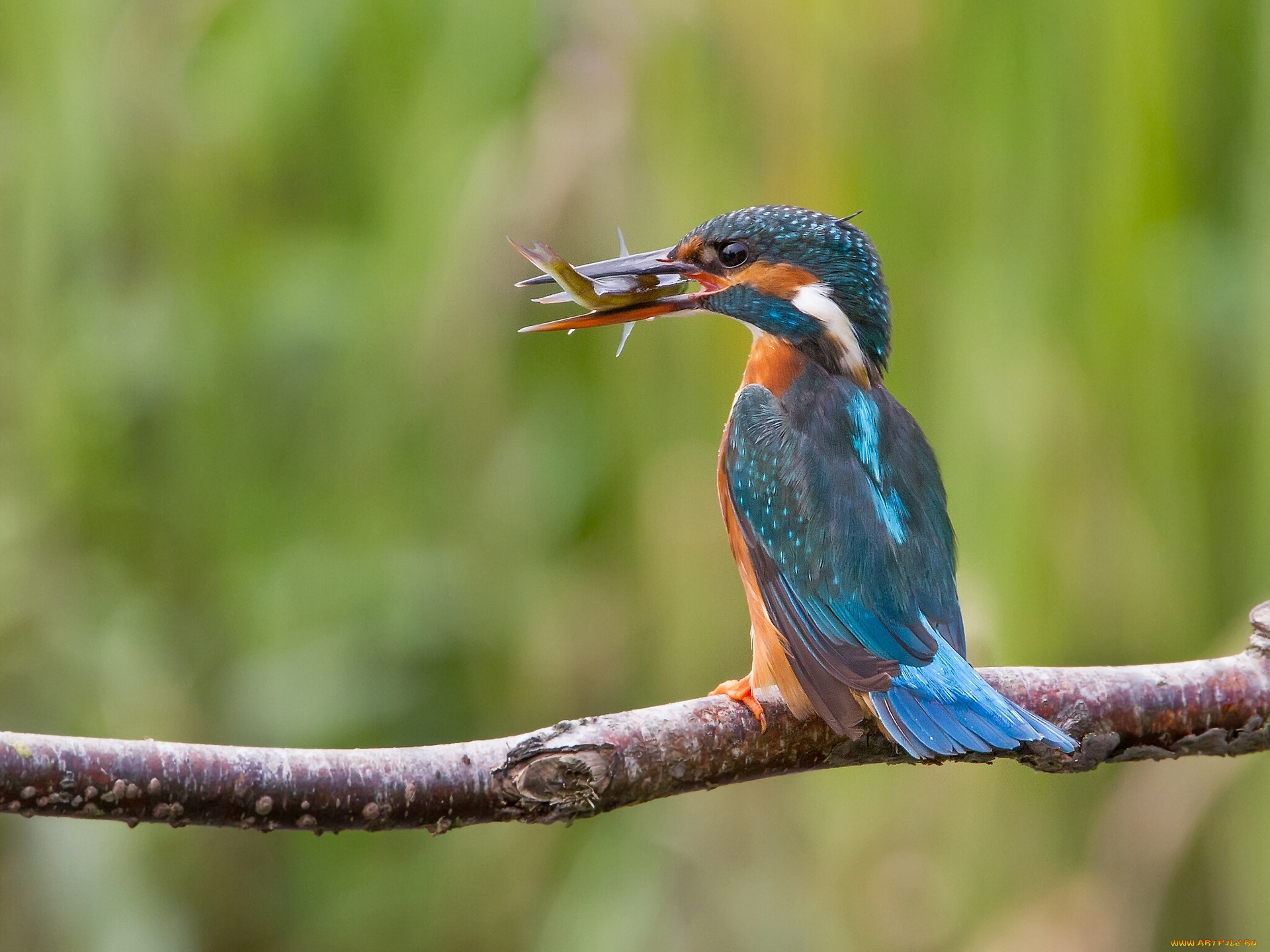 животные, зимородки, птица, улов, ветка