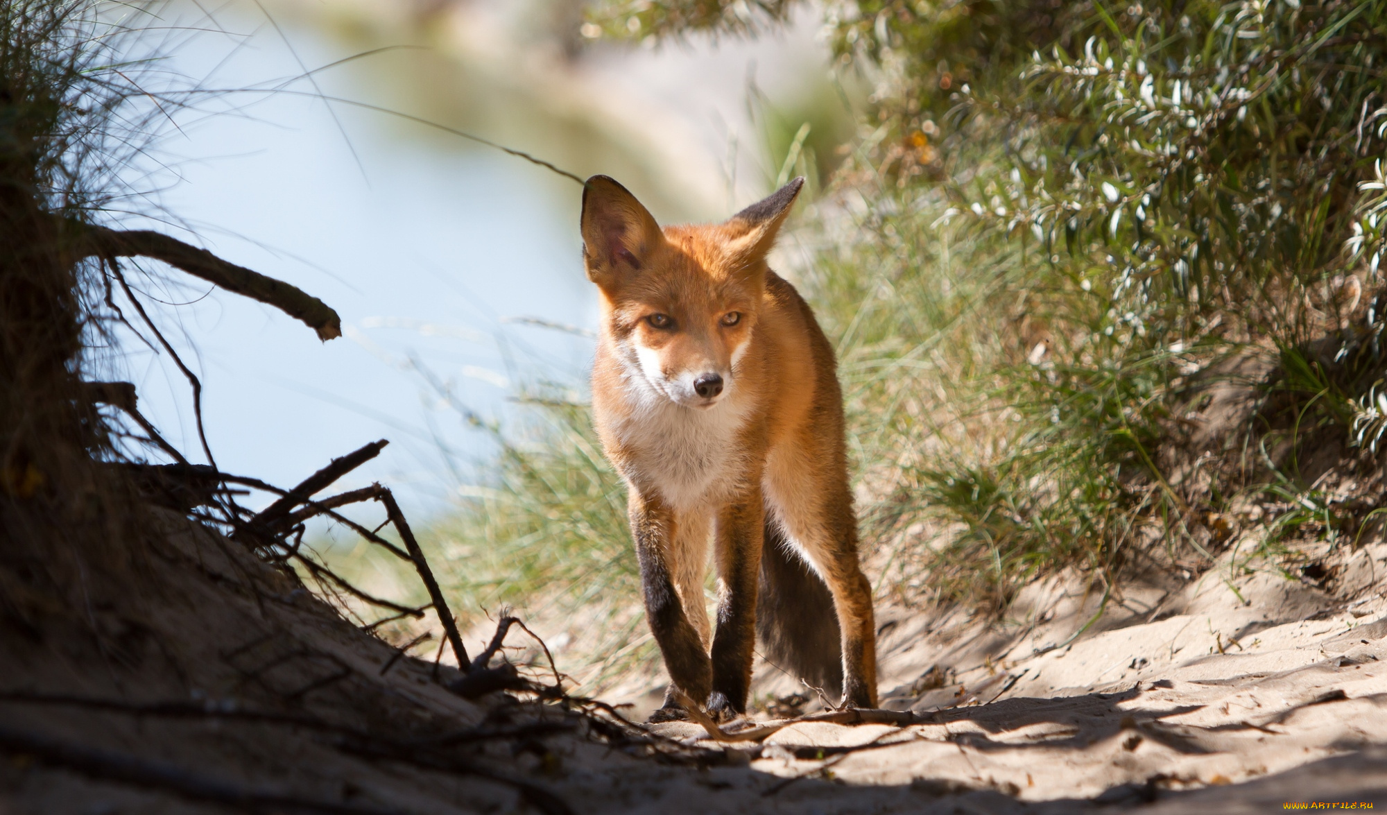 животные, лисы, лисенок