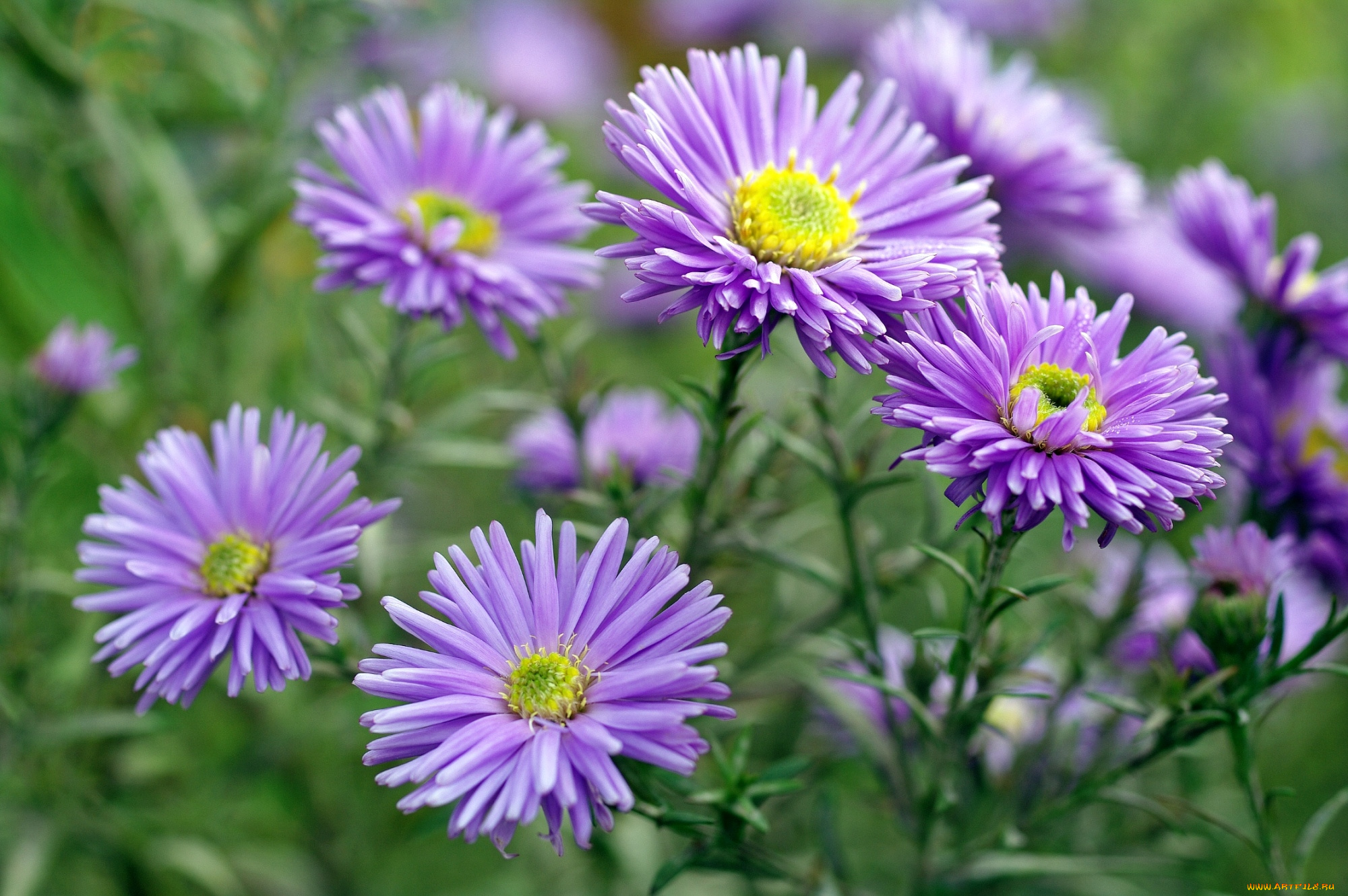 цветы, астры, татарская, астра, сиреневый