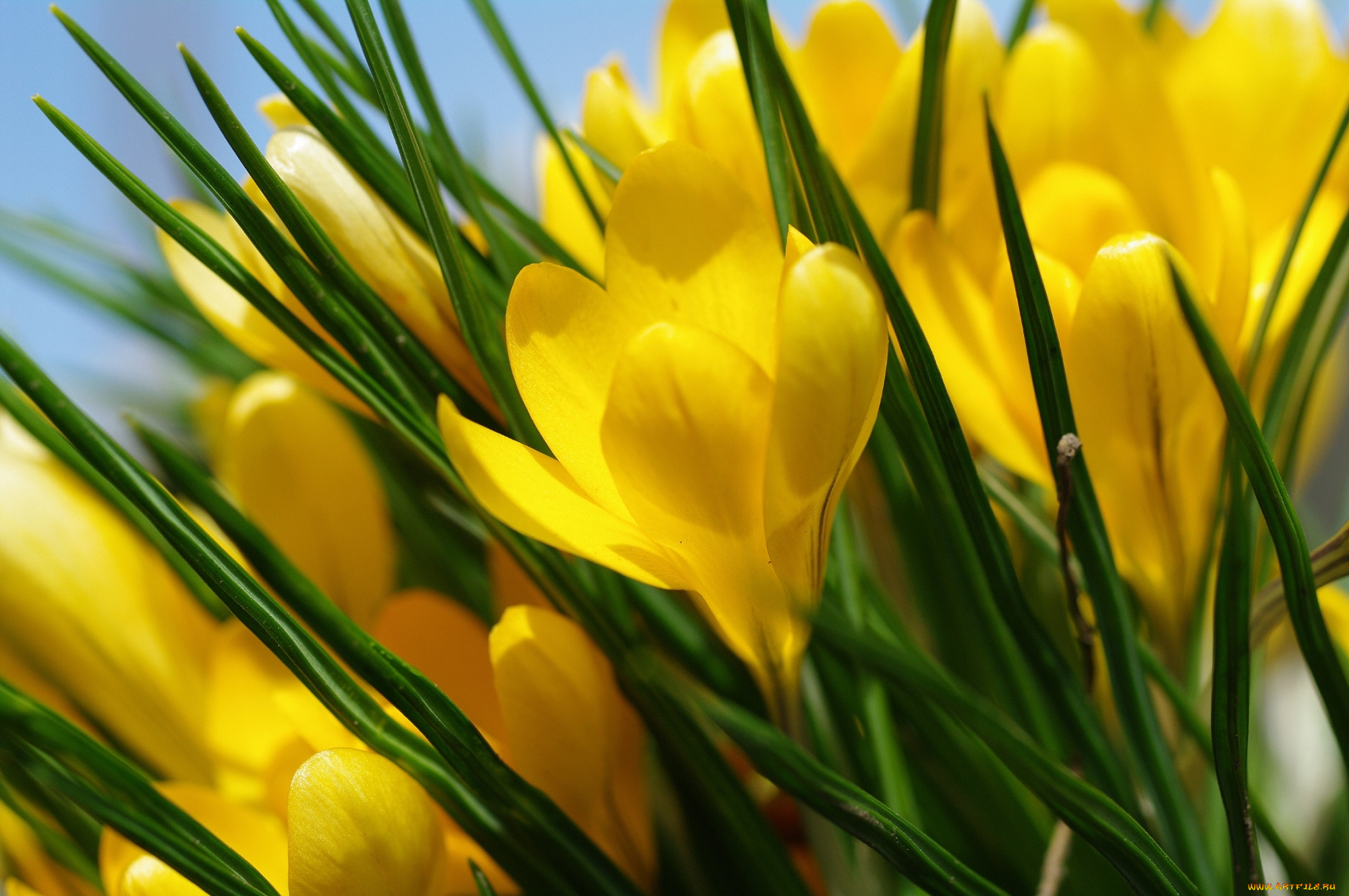 цветы, крокусы, желтый
