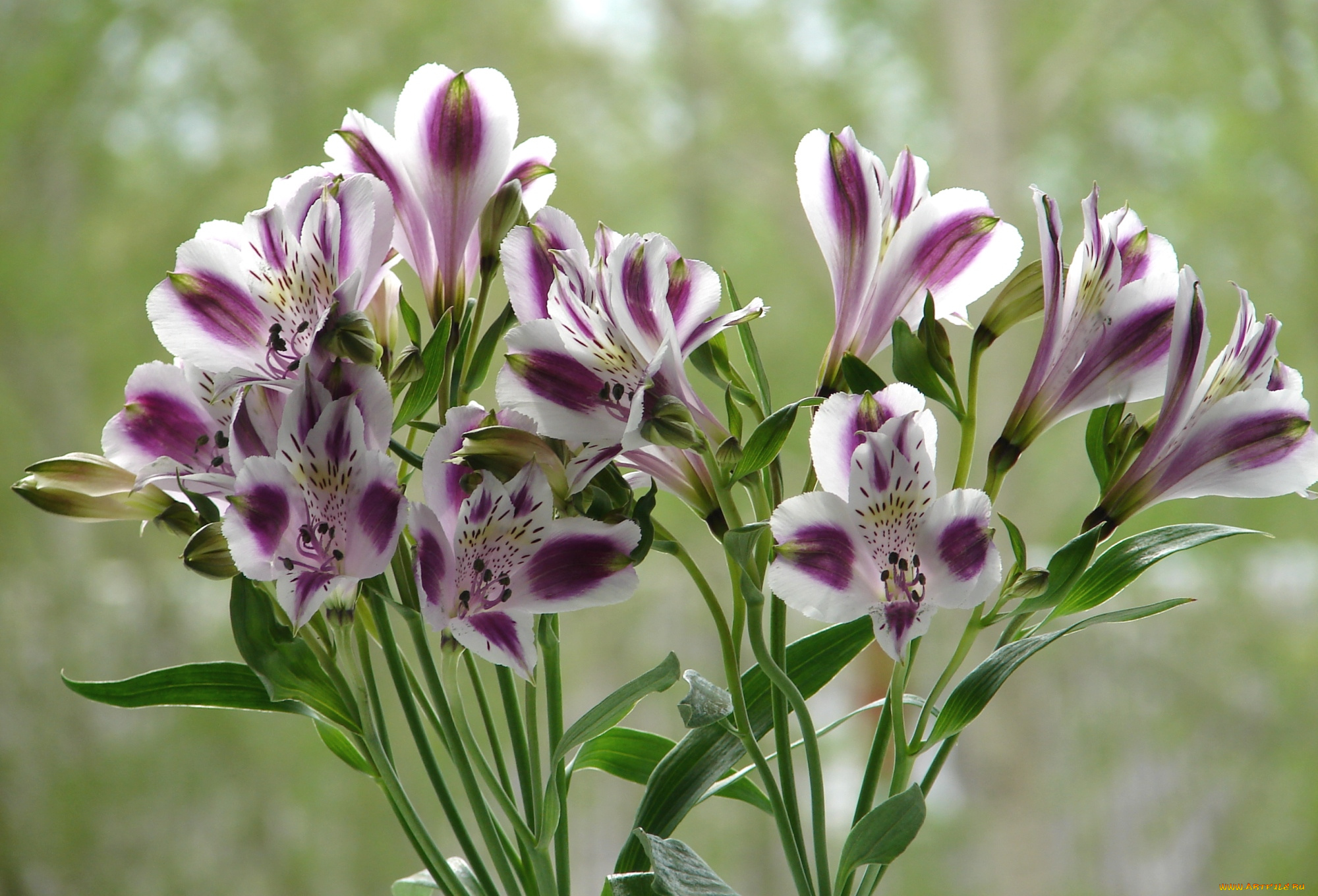 цветы, альстромерия, перуанская, лилия
